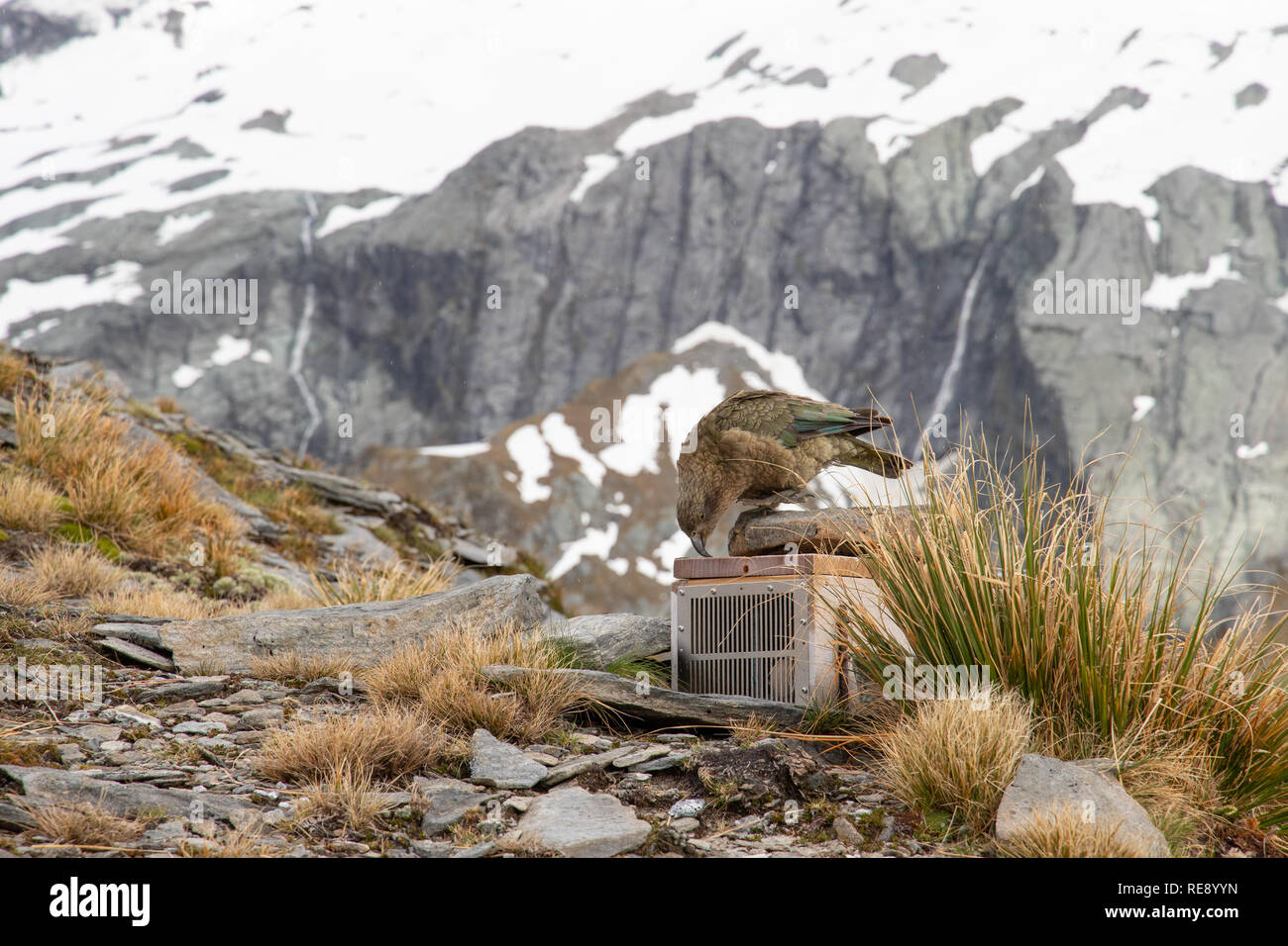 Curioso Kea, Isola del Sud, Nuova Zelanda Foto Stock