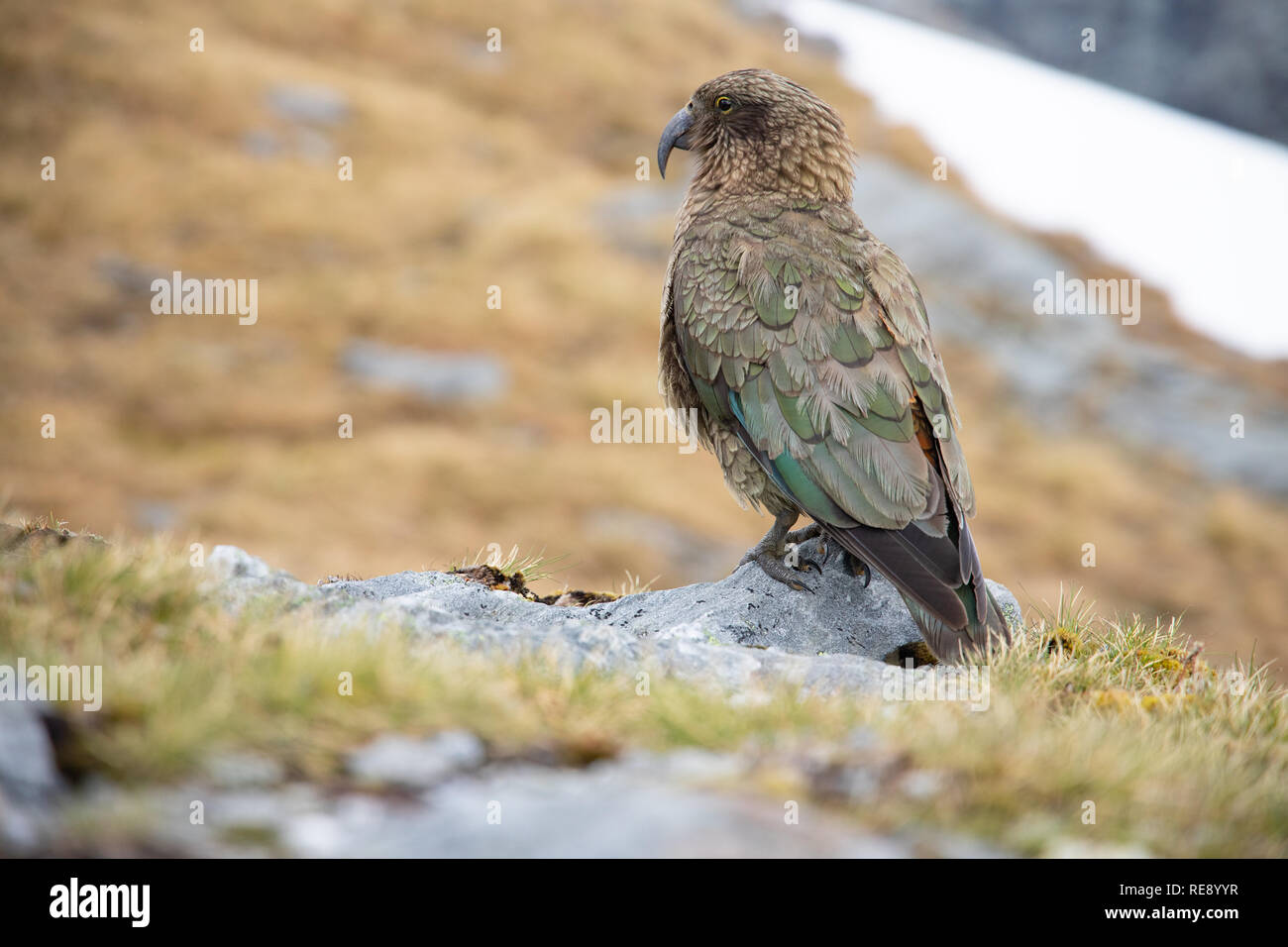 Kea, Nuova Zelanda Foto Stock