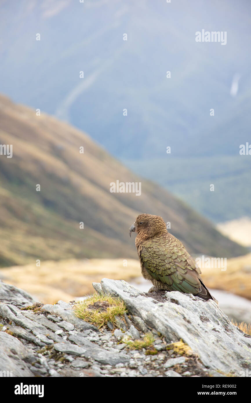 Kea, Nuova Zelanda Foto Stock