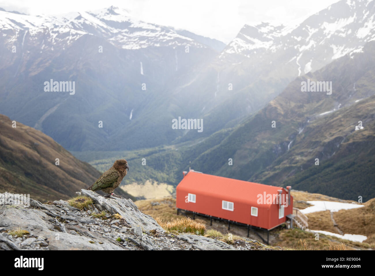 Kea con la Nuova Zelanda baita di montagna Foto Stock