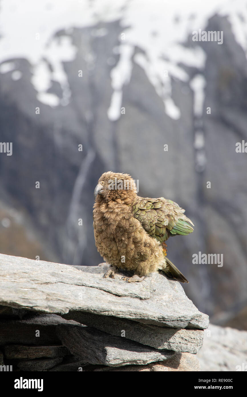 Kea, Nuova Zelanda Foto Stock