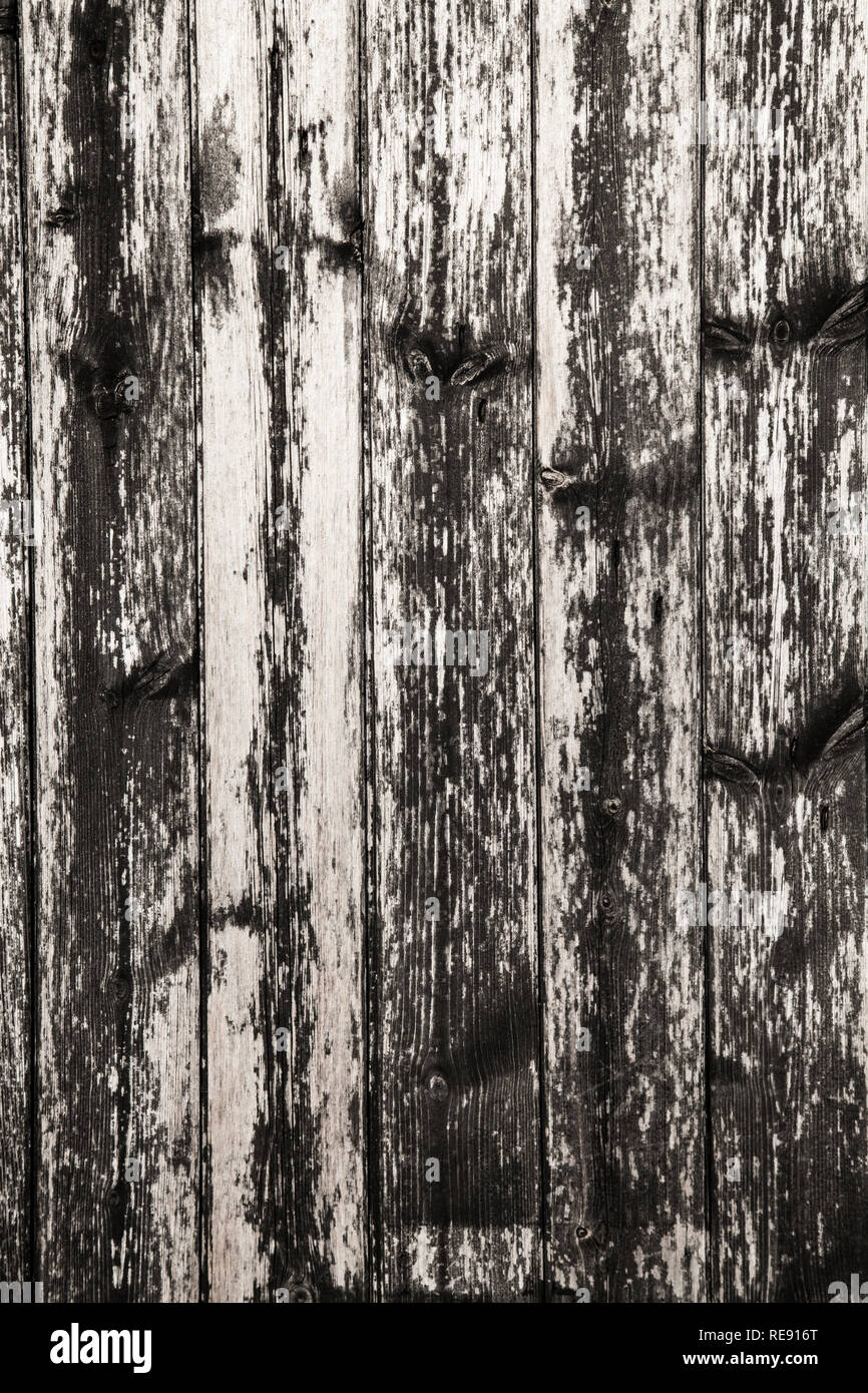 Legno stagionato, nero e sfondo bianco. Primo piano della porta vecchia fattoria su capannone. Foto Stock