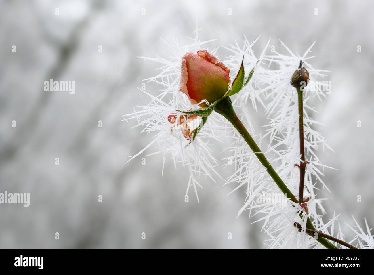 Bocciolo di rosa con lunghi ghiaccio congelato aghi dall'inverno trasformata per forte gradiente gelo in inverno, biglietto di auguri per il giorno di San Valentino con spazio di copia selezionato, focus, strette Foto Stock