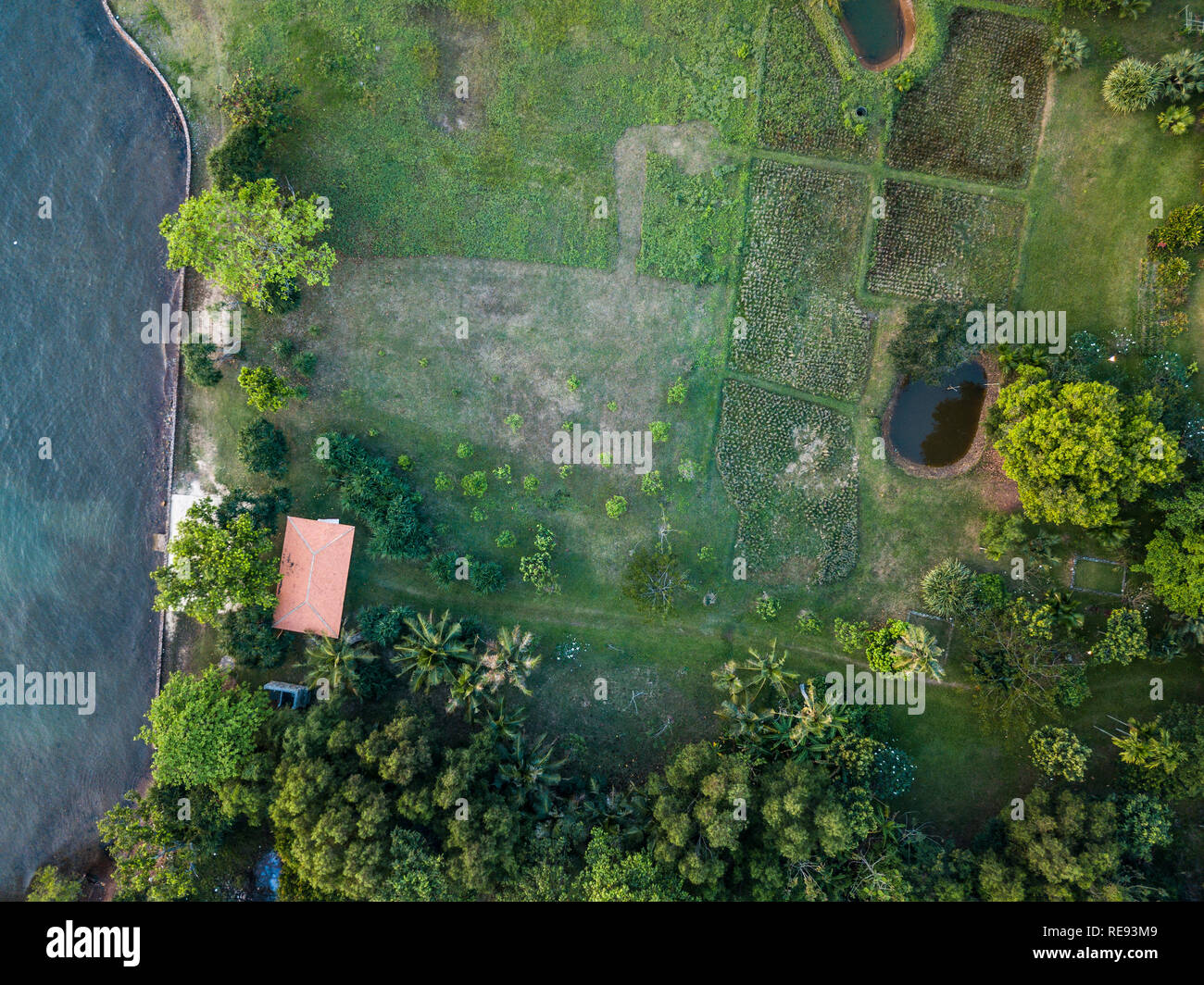 Estate sole caldo della foresta di luce vista aerea Foto Stock