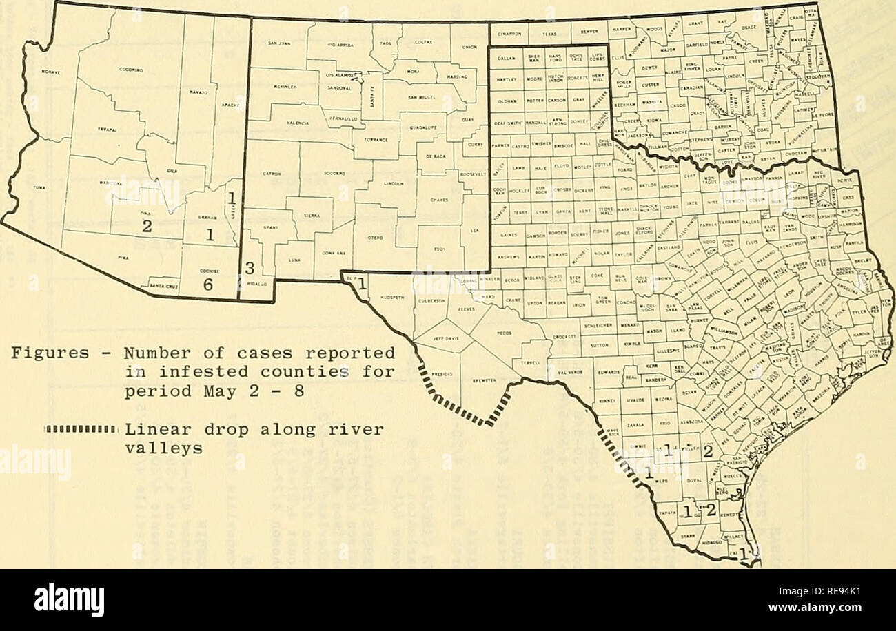 . Cooperativa economica relazione di insetti. Insetti Utili; pesti di insetto. - 494 - Stato della vite-WORM (Cochliomyia hominivorax) nel sud-ovest durante il periodo maggio 2-8, 12 casi sono stati segnalati nel sud-ovest Area di eradicazione. I casi segnalati in Texas: El Paso La Salle, Webb, Jim Hogg e Cameron contee uno ciascuno. Il Brooks e Live Oak contee 2 ciascuno. Nel Nuovo Messico: Hidalgo County 3. In Arizona: Cochise 6, Pinal 2 e Graham e Greenlee contee uno ciascuno. La Repubblica del Messico segnalati 139 casi: sonora 84, Chihuahua 13, Tamaulipas 9, Coahuila 7, Nuevo Leon 4, Puebla 1, Durango 15, Foto Stock