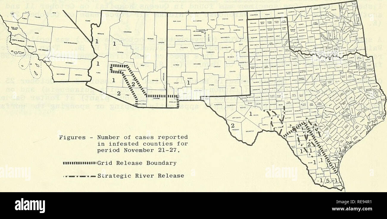 . Cooperativa economica relazione di insetti. Insetti Utili; pesti di insetto. Lo stato della vite-WORM (Cochliomyia hominivorax) nel sud-ovest durante il periodo novembre 21-27, un totale di 31 casi è stata segnalata nel sud-ovest Area di eradicazione degli stati e contee come segue: TEXAS - Frio 2, Hidalgo 5, McMullen 3, Presidio 2 e 1 ciascuna in Dimmit, Duval, Jim Wells, Kleberg La Salle, Pecos, Refugio Starr, Webb e Willacy; NUOVO MESSICO - Sierra 1; ARIZONA - Pinal 2 Pima 2 e 1 ciascuna in Mojave, Yavapai, Yuma Maricopa e. La Repubblica del Messico segnalati 154 casi: Territorio sur de Baja California Foto Stock