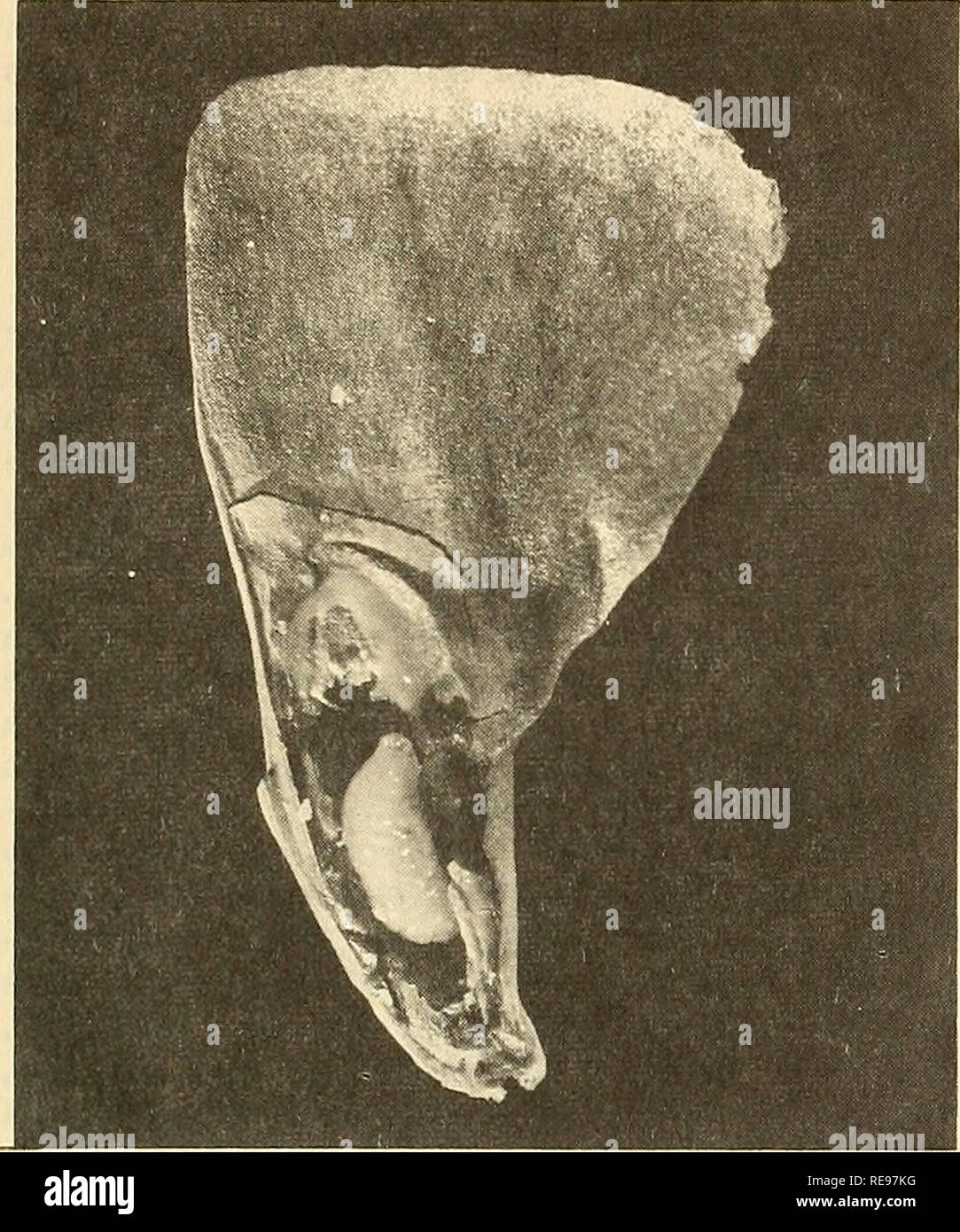 . Cooperativa economica relazione di insetti. Insetti Utili; pesti di insetto. 1009 pinoli tarma Laspeyresia piperana (Kearf.), notevolmente ridotto nella produzione di seme in molte aree. California Tortoise-Shell epidemia in ore- gon la California tartaruga, Nymphalis. californica (BDV.), è stata epidemia nel 1959 su snowbrush a ampiamente separato località in Oregon. Grave defogliazione è stato segnalato dal Deschutes, willamette, e fre- mont foreste nazionali. Voli del burro- volare ha attirato molta attenzione durante la fine di agosto e inizio settembre.. Si prega di notare che queste immagini sono estratte da scann Foto Stock