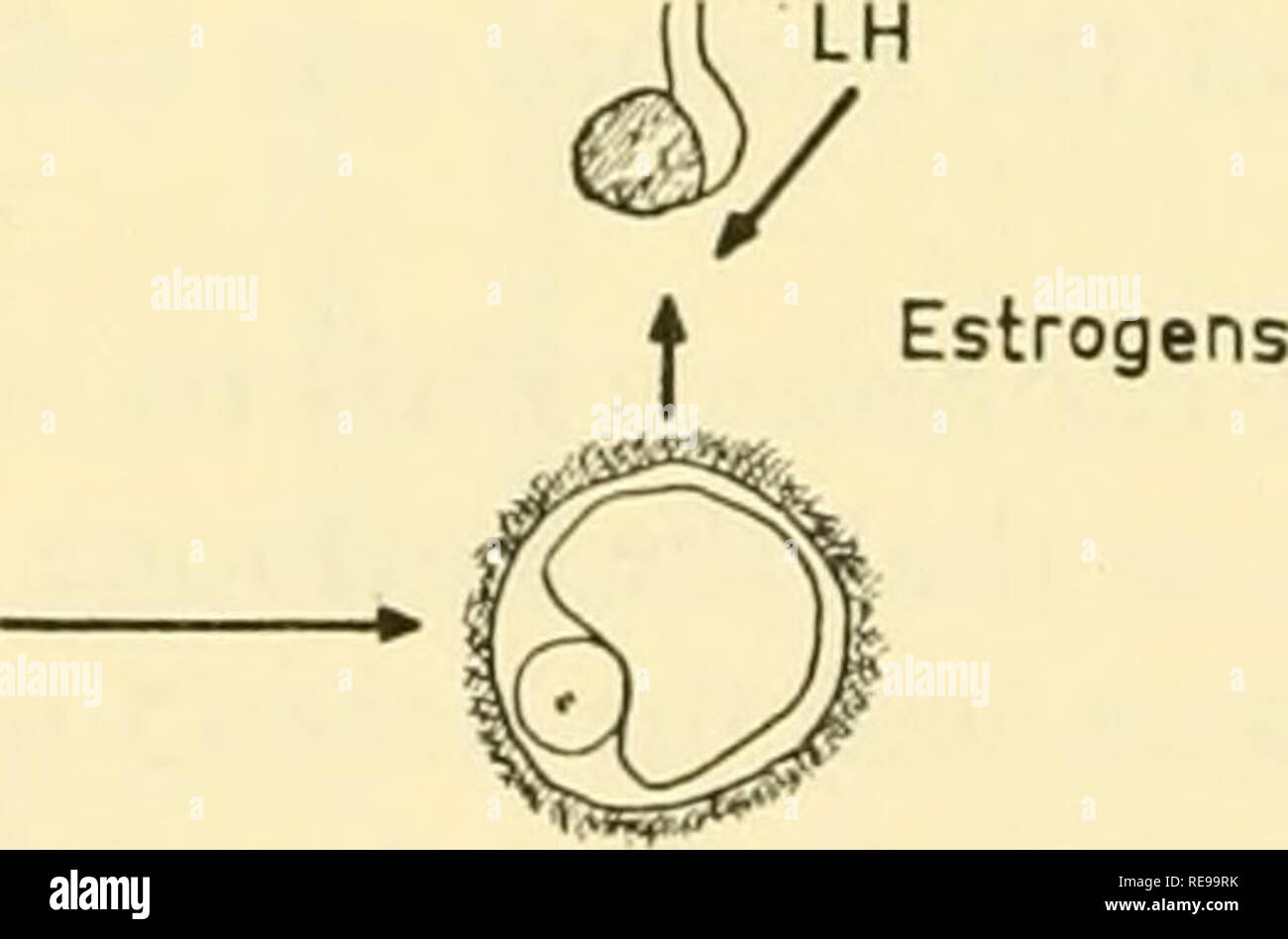 . Controllo della ovulazione; atti della conferenza tenutasi a Endicott House, Dedham, Massachusetts, 1960. L'ovulazione -- Regolamento. 208 Carl A. Gemzell correlata con 5 corpi lutei. Sembra anche importante che HCG è stato somministrato durante un periodo di tempo relativamente breve, per l'HCG ha causato un ulteriore ampliamento delle ovaie che sono state stimolate da FSH. Tabella 2. Induzione di ovulazione tramite FSH ( + LH) in Amenorrheic donne con varie attività endometriale attività endometriale No. di pazienti aumento nella dimensione ovarica aumento di escrezione degli estrogeni ovulazione senza atrofica la ghiandola pituitaria con pituitar Foto Stock