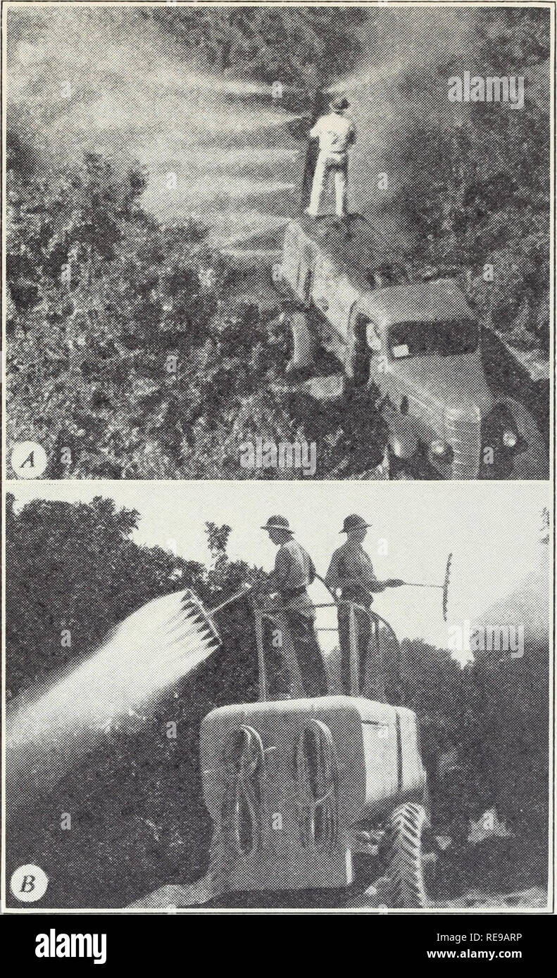 . Controllo del citrus insetti e acari. Parassiti agricoli; acari; Citrus. Controllo del Citrus insetti e acari 21 sono state sviluppate, consistente nell'uso di tartaro emetico." Questo trattamento è per molti aspetti superiore rispetto al trattamento dello zolfo ed è particolarmente. Fig. 5.-A, braccio irroratrice. Gli ugelli sono attaccati ai tubi che sono fissati verticalmente ma che può essere manualmente oper- ated orizzontalmente per dirigere lo spruzzo per l'albero mentre lo spray-rig mantiene in movimento. B, pistole scopa con otto ugelli, usato per spazzare l'albero come lo spray-rig passa lungo. Questi irroratori sono atte al trattamento per su Foto Stock