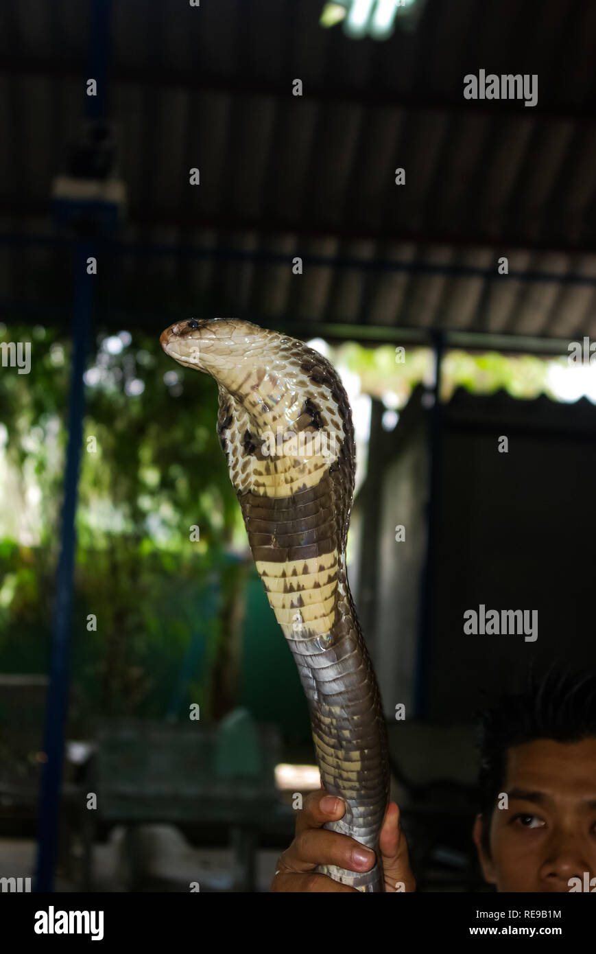 Snake cobra, Chiudi vista di testa, cobra serpente velenoso Foto Stock