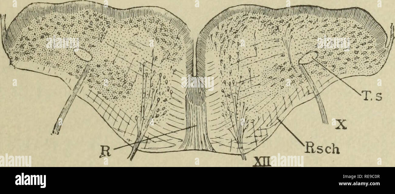 . Un contributo alla morfologia del midollo allungato del coniglio. Micollo allungato del RAliliJT. 9 Ward, o, più precisamente, avanti e si incontrano nella mezzeria. Il risultato di questo è che il tractus solitarius essere- viene sepolto per la loro crescita e il loro incontro nella riga centrale costituisce il cosiddetto del nucleo del Raphe del midollo. (Fig. G.) nell'adulto midollo della linea di divisione l)ra la pinna dorsale e ventrale di zone è indicato dal superiore e inferiore fovea, ma nelle regioni in cui essi sono carenti, si può sempre essere circa determinata dalla posizione del tractus solit Foto Stock