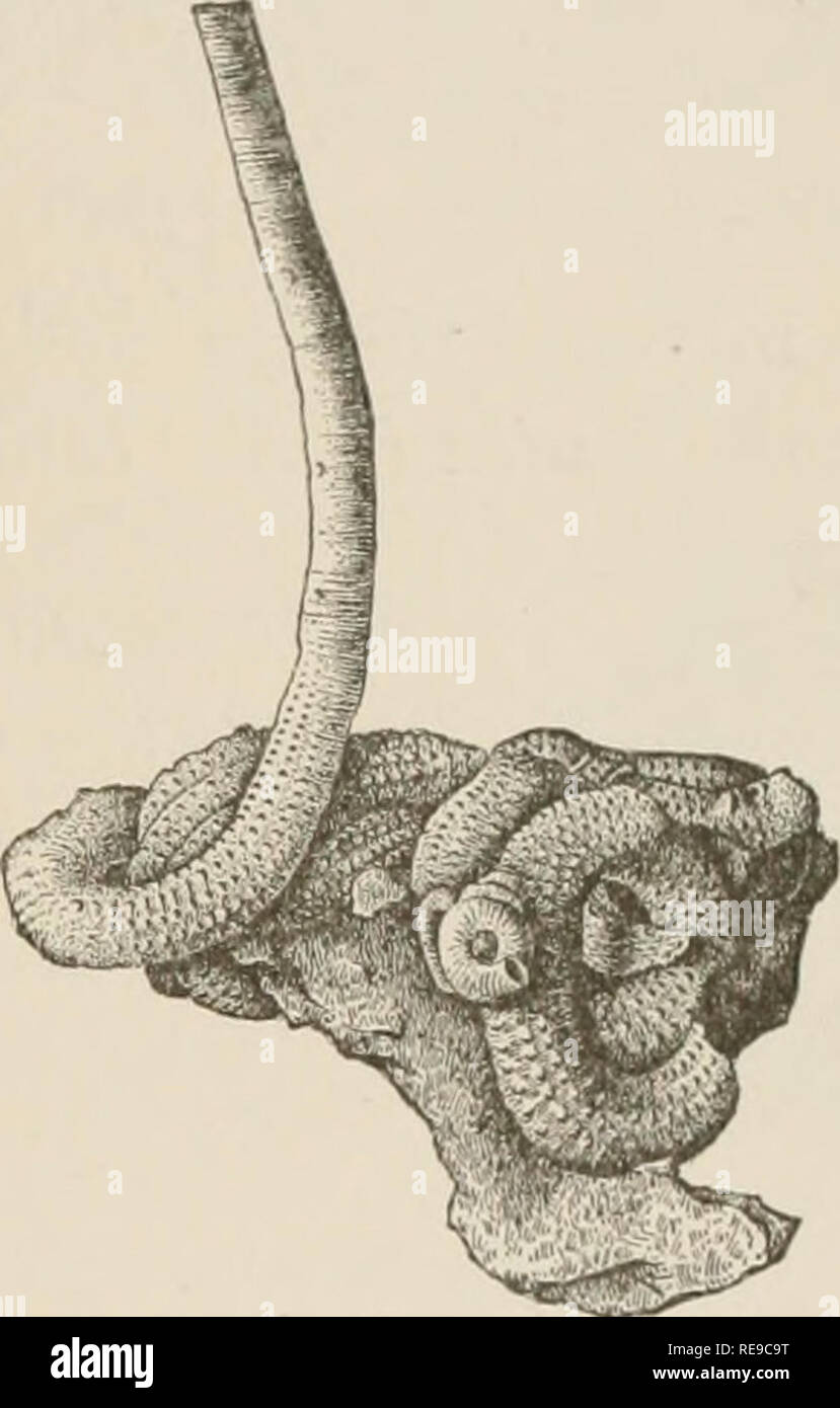 . Un contributo alla American thalassography; tre crociere di gli Stati Uniti costa e Geodetic Survey sistema di cottura a vapore "Blake," nel Golfo del Messico, nel mar dei Caraibi, e lungo la costa atlantica degli Stati Uniti da 1877 a 1800. Blake (nave); animali marini -- Oceano Atlantico; sedimenti marini; Oceano. Fig. 296. - Siliquaria modesta. V^- Fig. 297. - Vermetus erectus. h^. Uno dei gasteropods irregolare, con una fessura come un Pleurotoma- ria, così fragile come quasi sterminati con un tocco, vive nel morbido fango degli abissi, mentre il più robusto Vermetus erectus (Fig. 297) trova un piede Foto Stock