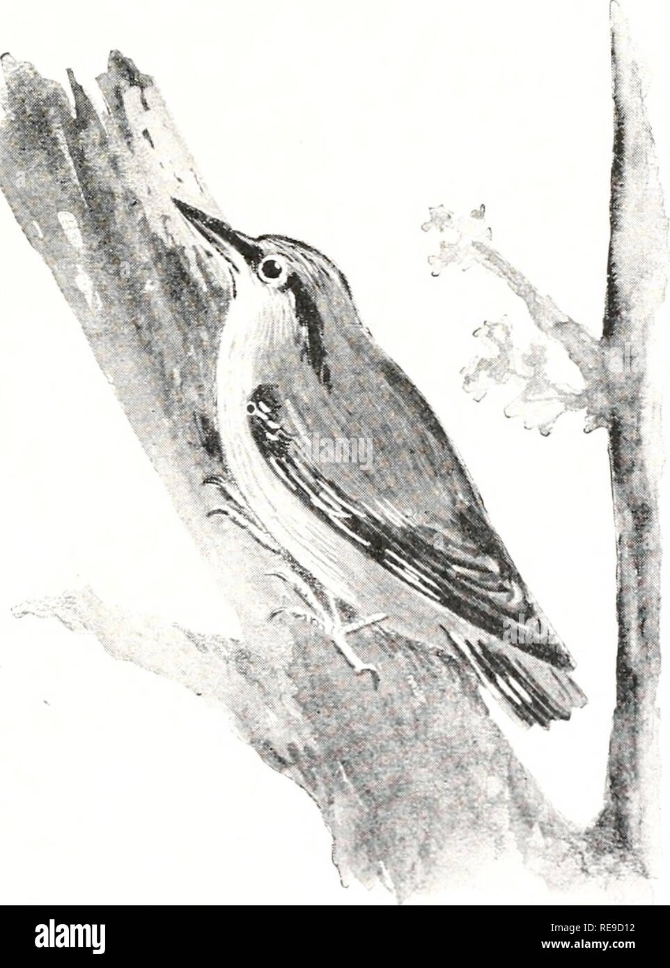 . I primi pastori. Popolazioni preistoriche. Che cosa gli uomini trovati in un burrone 139 "Look!" gridò. "Guarda che posto in corrispondenza della testa del burrone! Che cos'è?" "Si tratta di un animale," ha detto grigio-Wolf. "È una mucca!" gridò a molti cani, che sapeva in una volta che la creatura era stato sepolto nella neve. "Andiamo e scava la sua." Gli uomini si affrettava giù la banca; essi ben presto raggiunto il burrone. Molti cani era giusto. Lì la neve era il corpo congelato di una mucca. Mentre scavando la neve lontana dalla carcassa, molti- cani ho trovato un altro Vacche morte. Un momento dopo, Big-crow f Foto Stock
