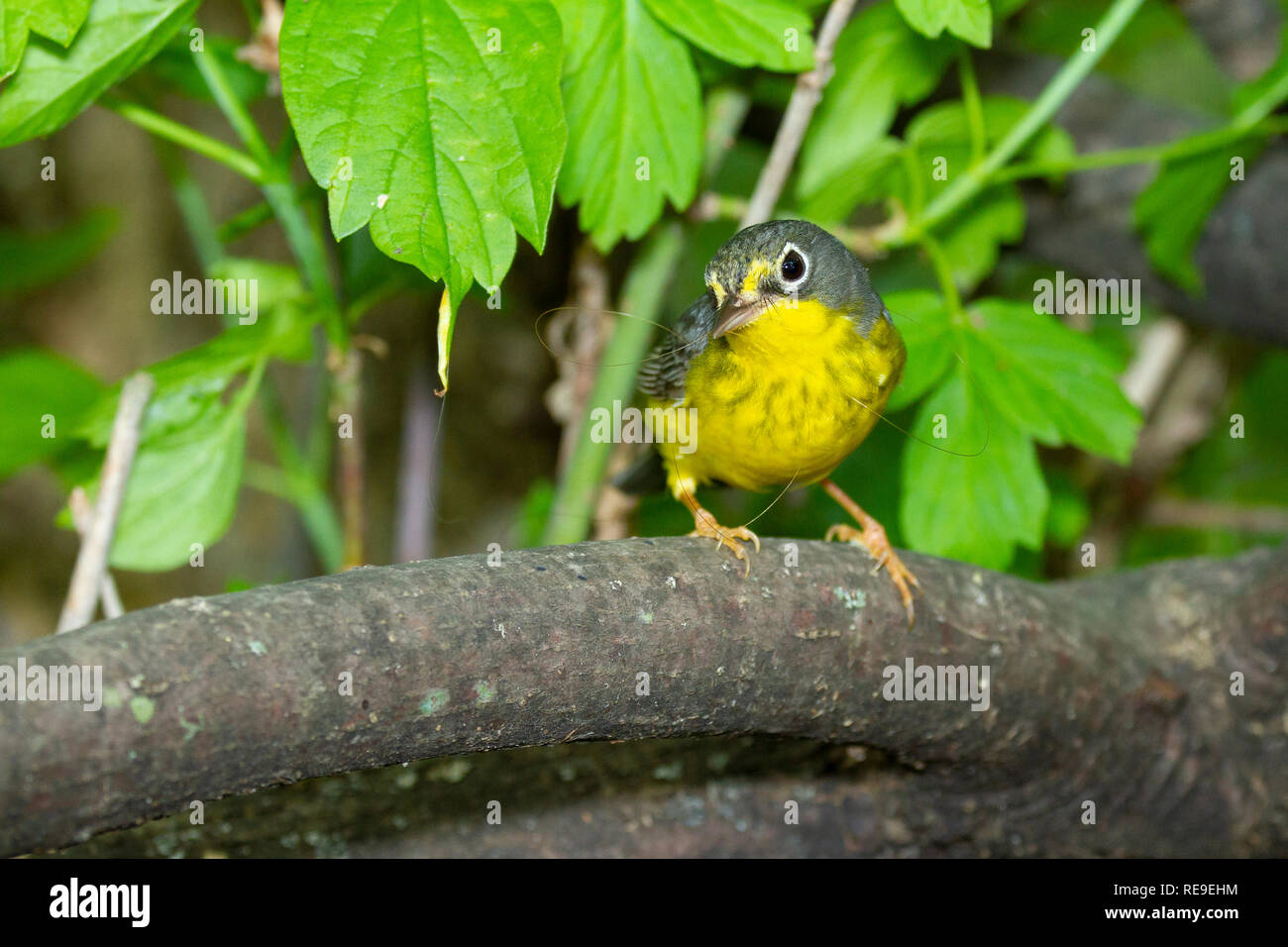 Canada trillo (Cardellina canadensis), femmina, piumaggio di allevamento Foto Stock