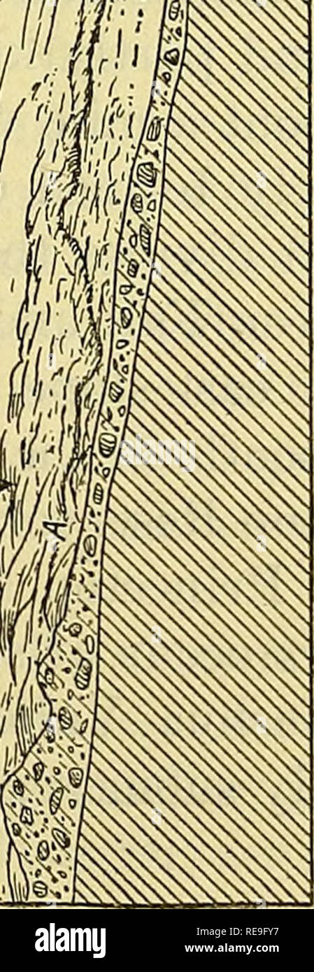 . Contributi per la geografia degli Stati Uniti, 1923-1924. Geologia; miniere e delle risorse minerarie. .* ,^. ^ I m. 'A 1 i. O o circa 4J miglia più lontano oriente, vicino al lato meridionale del lago di Quinsigamond, appena ad est del angolo del Lago Avenue e Harrington Street, è una stretta sinu- unità organizzative colmo di ghiaia che ex- tende a sud verso la ferrovia elettrica su Grafton Street e quindi attraverso il bosco fino alla testa di Dorothy Pond. In alcuni luoghi questo crinale è da 30 a 40 piedi alto; in altri si stende a tempo indeterminato, miscelazione con il si gonfia di topog moreniche- raphy. Circa 3| miglia a nord est di Foto Stock