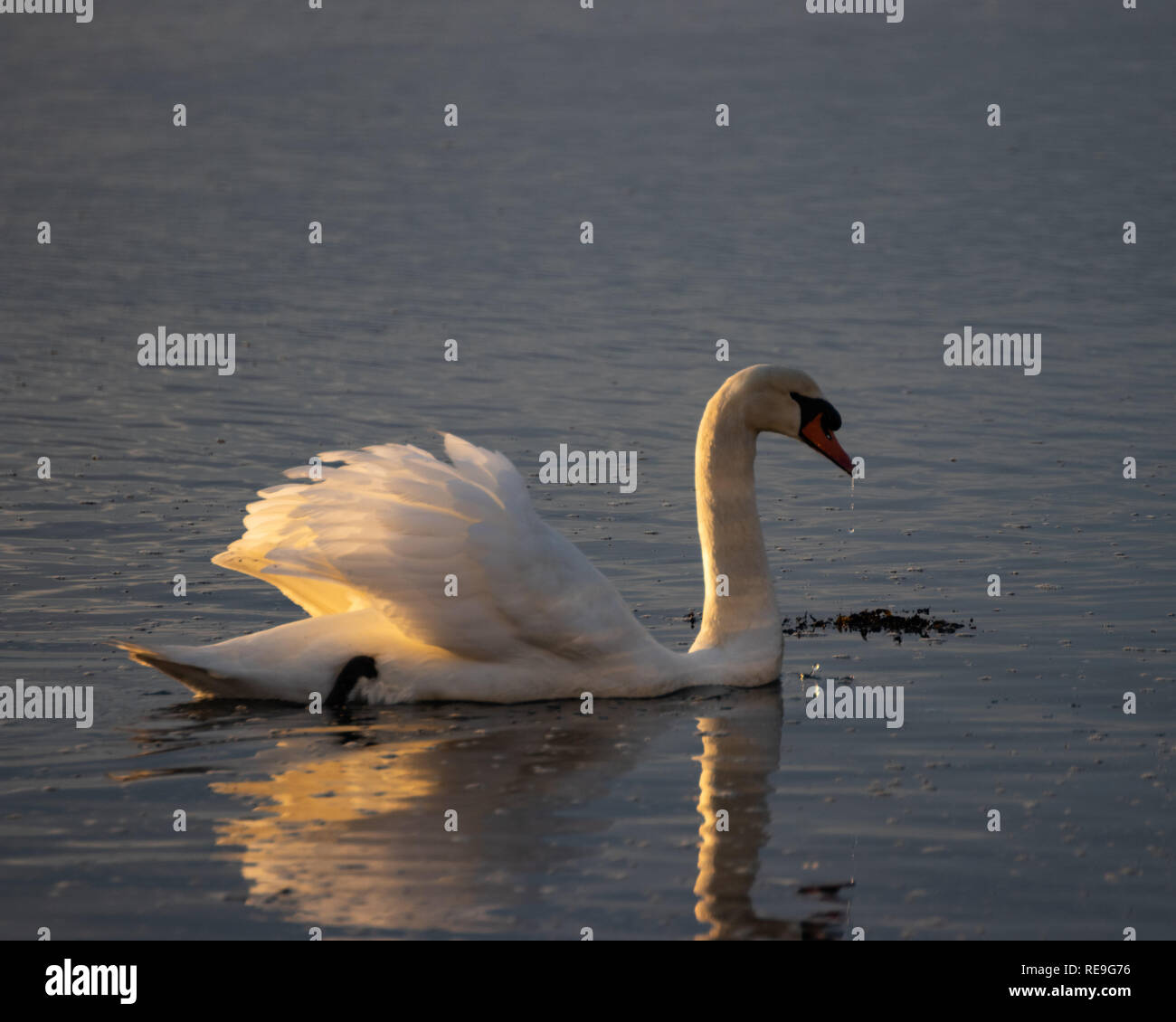 Un singolo swan su un lago con bassa luce che colpisce le sue ali Foto Stock