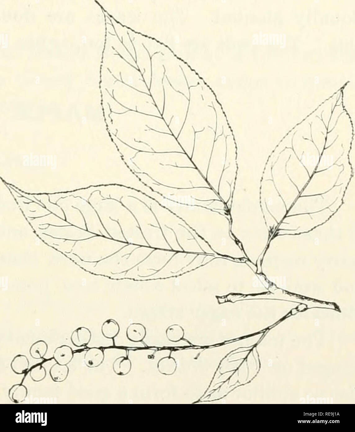 . Contributi per la botanica del Vermont. Impianti -- Vermont. Strozzatura Cherry foglie, fiori e frutta, X y^. (Wild'ciierry). Prunus Virginiana Linn. La strozzatura cherry è di solito un slirub in ^'er- mont. Tuttavia, è incluso in questo elenco di alberi a causa della sua stretta relazione con l'altro cher- ries. È molto diffusa in Nord Am- erica, compresa tra il Circolo Polare Artico in California e Texas. In maggio, quando le foglie sono a metà cresciuto, è coperto con crema di fiori bianchi in lunghi annuendo cluster. La peculiare astringente frutta, che variano notevolmente in termini di qualità, tuttavia, stagiona abunda Foto Stock