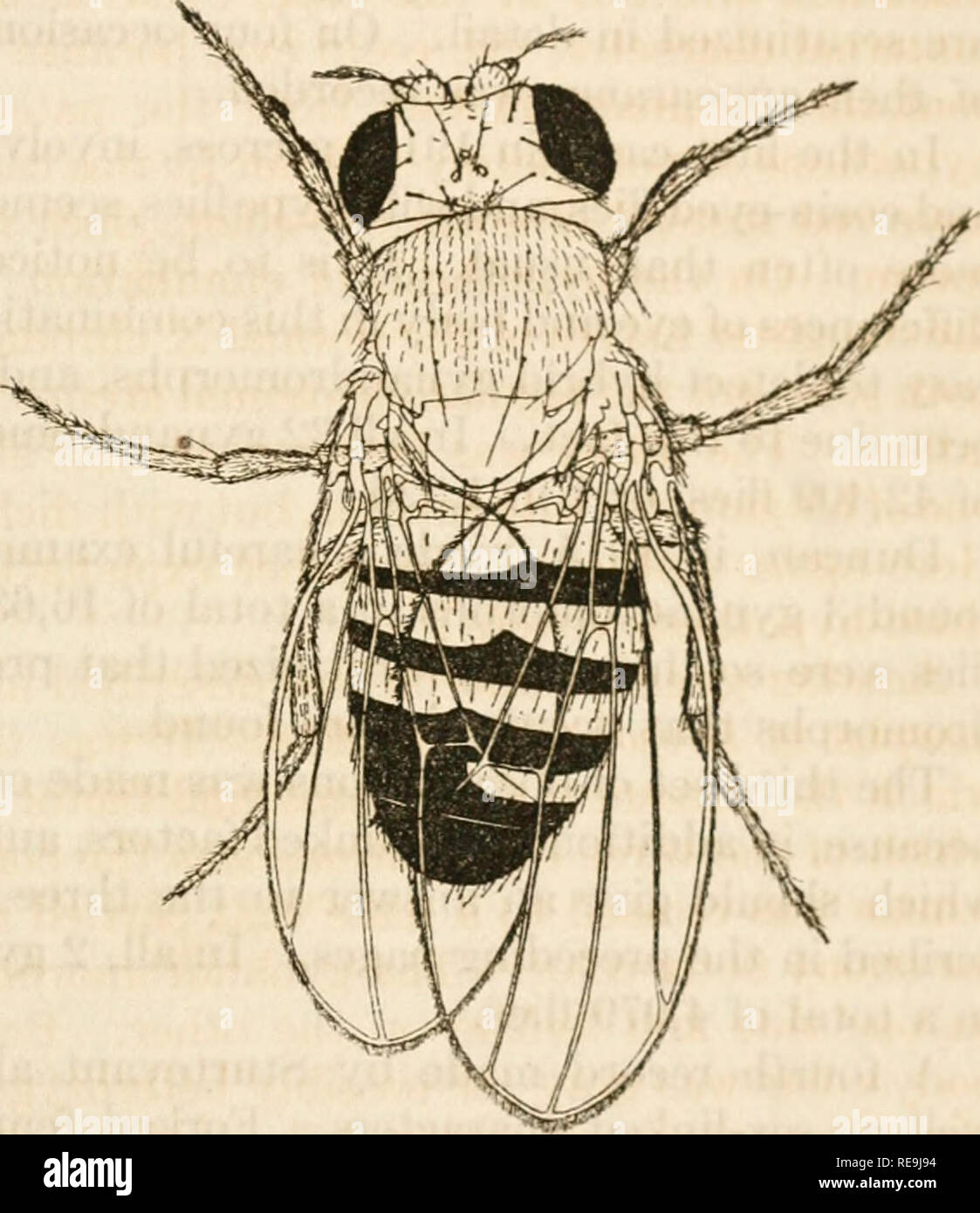 . Contributi per la genetica di Drosophila melanogaster. La Drosophila melanogaster; eredità; Karyokinesis. L'ORIGINE DI GYNANDROMORPHS. 9 Un altro gynandromorph (ottenuto da Sturtevant), testo-figura 3, proveniva da una madre che aveva in un secondo cromosoma i geni per C"i e per curvo ed in altri geni per il nero e per ornamentali. Lei può avere avuto un terzo gene cromosoma per attraversamento- oltre. Il padre era omozigote per il nero, viola, curve, plexus, speck, tutti nel secondo cromosoma. Fratelli e sorelle erano come previsto; la curva nera crossing over è stato del 28 per cento. Il fly Foto Stock