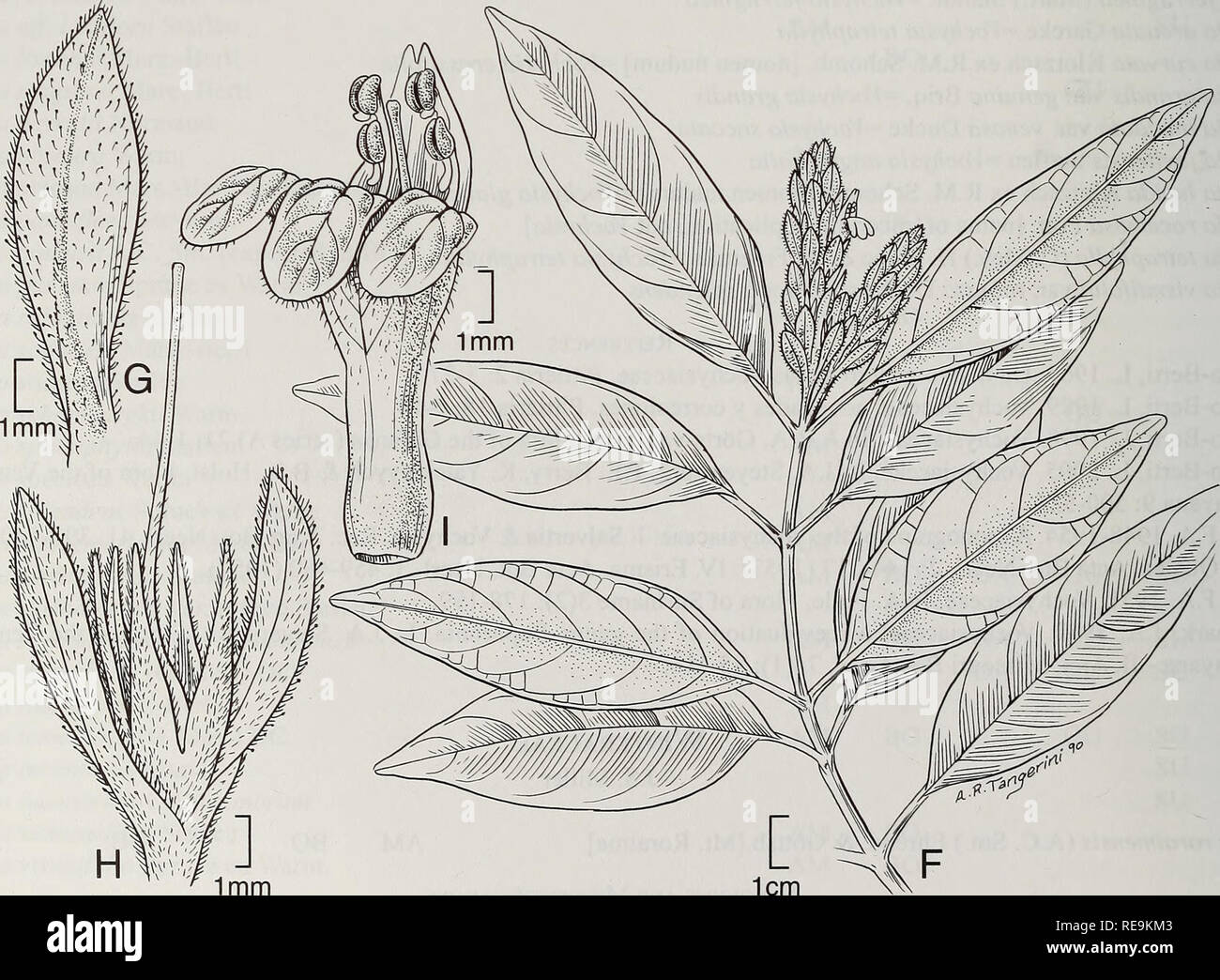 . Contributi da parte degli Stati Uniti erbario nazionale. La botanica. 556 Checklist degli impianti della Guiana Shield Eherendorfer, F, I. Silberbauer-Gottsberger &AMP; G. Gottsberger. 1979. La variazione sulla popolazione, razziali e livello delle specie nella primitiva reliquia angiosperme genere Drimys (Winteraceae) in Sud America. Impianto sistematica ed evoluzione 132: 53-83. Miller, J.S. 2005. Winteraceae. In J.A. Steyermark, RE. Berry, K. Yatskievych &AMP; B.K. Paranco, Flora della Guayana venezuelana 9: 524-525. Zygophyllaceae G.A. Aymard C, N.L. Cuello A., B.E. Il consigliere federale Moritz Leuenberger BO BO BO BO BO SU GU GU SU Guai Foto Stock