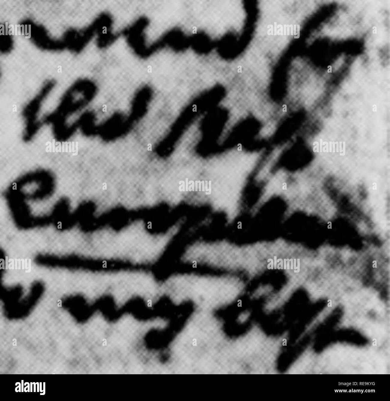. I contributi dal laboratorio botanico, vol. 11. La botanica; Botanica. /F/fr. Un^^^^Z^ fr.&LT;^.1^ ^H^J^J' K'^J^I^. .&Lt;vÂ". ^â ^"" [Â"fflÂ"- 1 ho il più presto conto di ibridazione vegetale nelle figure 1 e 2 sotto la data del 24 settembre 1716, cotone Mather ha scritto a Giacomo Petiver descrivendo (paragrafo 6) "infezione" di un giallo-seminate varietà di granturco con uno avente il rosso e il blu semi. Whde Mather in questa lettera non menziona l'agente infettante, il suo riferimento al lato sopravento e sottovento ubicazione delle righe lascia pochi dubbi sul fatto che egli considerava il vento-l)lown al polline di essere Foto Stock