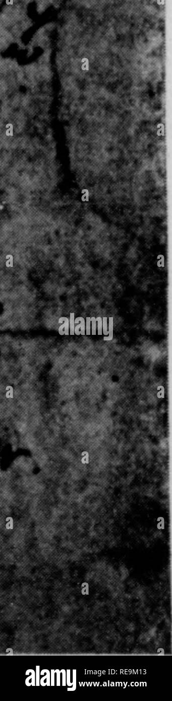 . I contributi dal laboratorio botanico, vol. 11. La botanica; Botanica. ^-Â"^i^/i^**^ '/ â . IB*.. La prima considerazione di ibridazione vegetale Fisrures 1 e 2 sotto la data del 24 settembre 1716, cotone Mather ha scritto a Giacomo Petiver descrivendo (paragrafo 6) "infezione" di un giallo-seminate varietà di granturco con uno avente il rosso e il blu semi. Mentre Mather in questa lettera non menziona l'agente infettante, il suo riferimento al lato sopravento e sottovento ubicazione delle righe lascia pochi dubbi sul fatto che egli considerava il vento soffiato al polline di essere la causa di questo fenomeno. Nel 1721 Mather specifiche Foto Stock