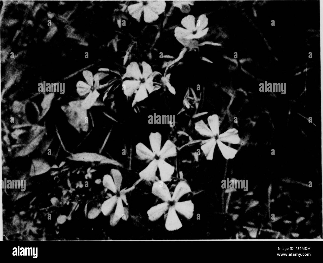 . I contributi dal laboratorio botanico, vol. 12. La botanica; Botanica. Phlox subulata anche se ci possono essere delle eccezioni in entrambe le regioni. Il 10 dicembre 1745, John Bar- tram scritto da Peter Collinson in Ita- terra che egli era di inviare lui ''una zolla di fine molla strisciante Lychnis", mediante il quale egli intende la pianta subse- temente denominata da Linneo Phlox subulata. Questa è la prima registrazione abbiamo della introduzione di specie in orticoltura, una data che Farrer suggerito "dovrebbe in- andando essere tenuto come un fes orticola- tival." è persistito in Collinson's garden, e fu cata Foto Stock