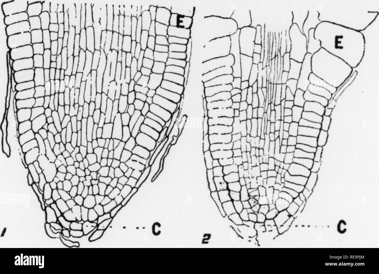 . I contributi dal laboratorio botanico, vol. 5. La botanica; Botanica. 54 Henderson-Comparative Studio di Pyrolaceae e bv seotate hyphae che appaiono come palla insieme a masse di cellule epdIrnS. Tutte le cellule e tutte le radici non sono ugualmente "' esL'^ome radici non mostrano alcuna traccia di Jvphae; altri sh^w poche cellule epidermiche con due o tre fili di ife altri "ZXL le cellule epidermiche pranzo ^"11 delle masse ohypJ.e ^nH un nucleo hvoertrophied, e cellule m la stessa radice Tomal wim nucleo e citoplasma. Rommel (65) afferma che vi sono^o hyphae presente nelle radici di C. ONU^bellata e che la radice dei capelli Foto Stock