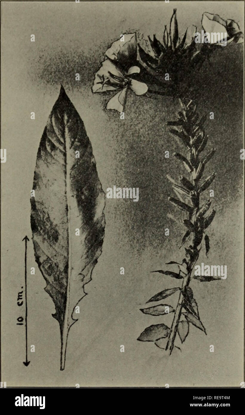 . I contributi dal laboratorio di genetica vegetale. No. 532] studi genetici su OENOTHERA 209. Fig. 11. Fioritura il ramo laterale di un ibrido (10.30 La), grandiflora B X biennis un, Fx generazione. A sinistra è una foglia dalla parte inferiore del gambo principale. biennis A). Essi sono stati selezionati come rischia di risultare il più interessante per ulteriori culture in F2 e successive generazioni. Queste due piante 10.30 La e 10.30 lb verrà descritta in un certo dettaglio, insieme con il generale fea- tures delle culture. 1. grandiflora B X biennis un (10.30). Questa cultura ha dato circa 400 piantine da cui 5 Foto Stock