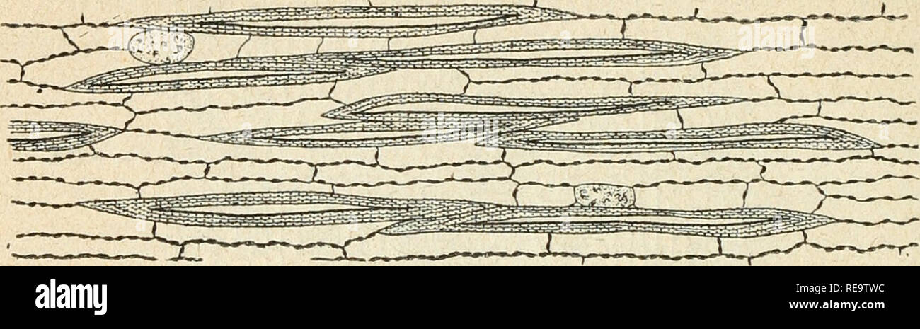 . Contributo l'tudine des plantes utiles du Brsil. Piante, utile -- Brasile; piante, utile -- Brasile fisiologia. Â 108 - En coupe longitudinale, ces fibre peu canaliculÃ©es Ã extrÃ©- mitÃ©s pointues atteignent une longueur de 800 Ã 900 t et sont entourÃ©es d'onu parenchyme libÃ©rien rÃ©unissant de nom- breux tubi criblÃ©s Ã parois latÃ©rales ponctuÃ©es criblÃ©es. L'ossalato di calcio de est reprÃ©sentÃ© par de nombreuses cel- lules Ã sable rÃ©parti dans le liber. Cette partie d'Ã©corce prÃ©sente les caractÃ¨res anatomiques d'une RubiacÃ©e du Groupe des CinchonÃ©es. Le genere Gascarilla fourni Foto Stock