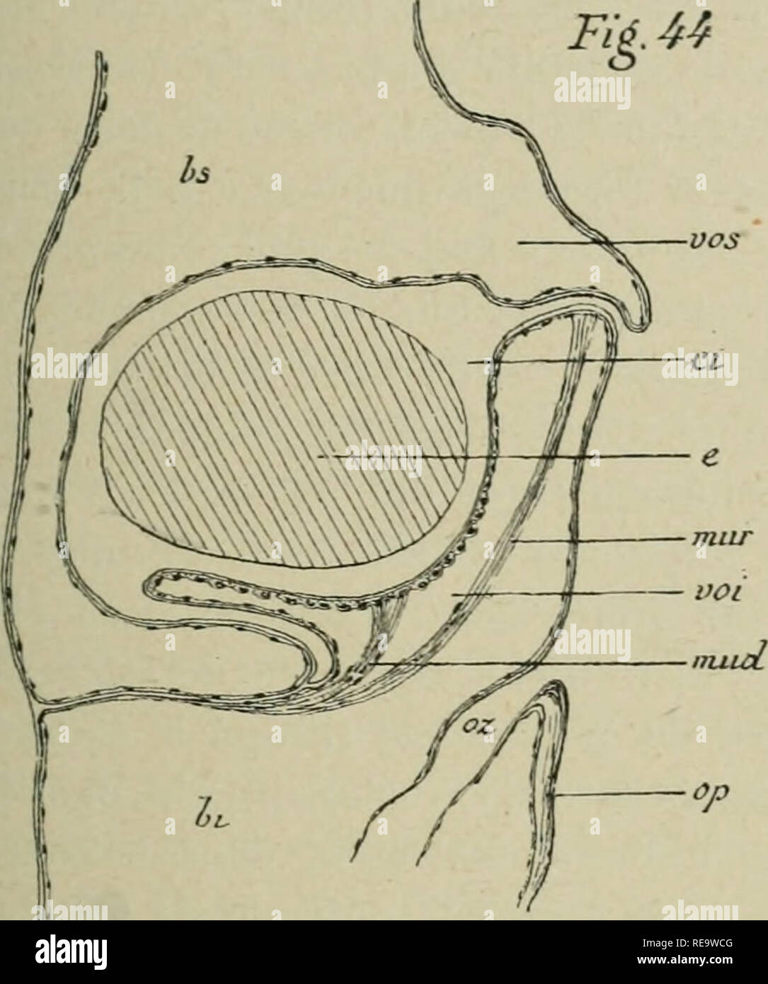 . Contributo à l'histoire Naturelle des bryozoaires ectoproctes marins. Bryozoaires. Fi^.44 â m?y - rieure (voi) osl située immédiatemenl au-dessus tie rorifice zoécial du bi-yozoïde, dit iuférieur, dont elle continuare la paroi frontale. Sur les coupes longitudinales, a osservare que, à l'eccezione de Flustra seciirifrons, la cavité de la vía©sicule supérieure de toutes les autres espèces est séparée de la cavité générale du bryozoïde supé- rieur par une cloison cuticulaire où Je n'ai pas toujours pu décou- vrir le poro de communi-catione que j'ai signalé dans la Bugiila sabat Foto Stock
