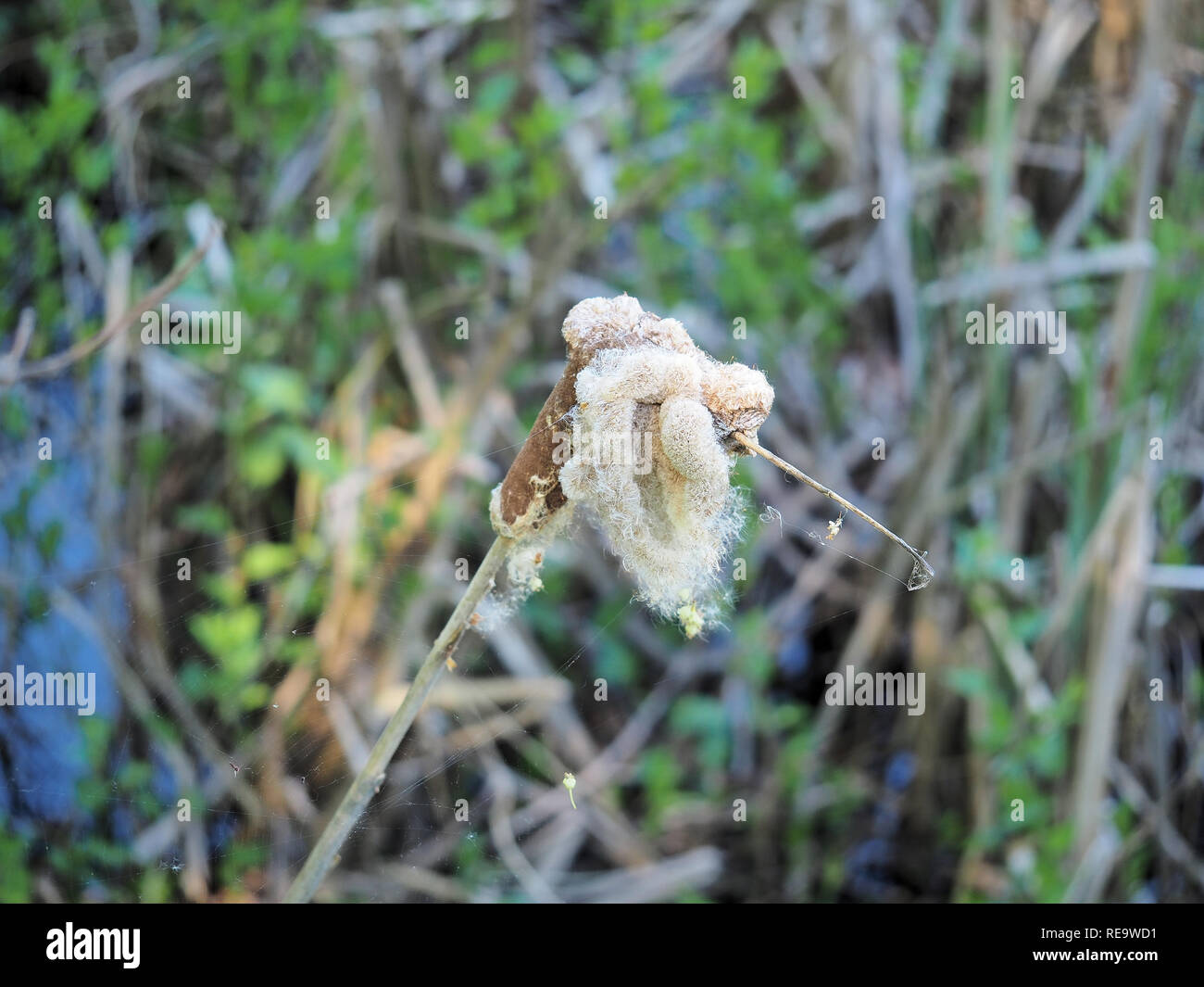 Typha latifolia (cattail comune) Foto Stock