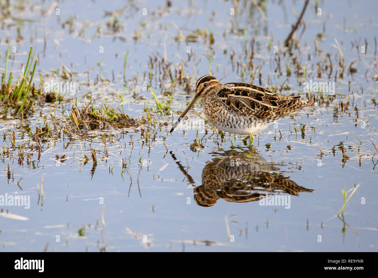 Snipe a Leighton Moss RSPB bird reserve nel gennaio Foto Stock