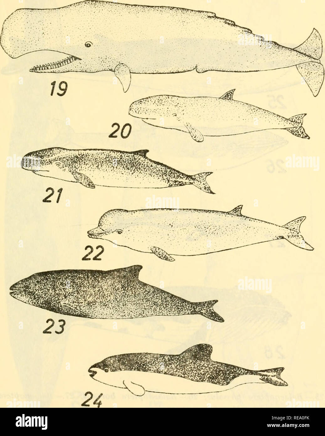 . Contribución al conocimiento de los vivientes cetáceos fósiles y del territorio de Chile. Cetacea; Cetacea, fossile. 19.-Fltyseter catodon; 20.-Kogia simus; 21.-Kogia breviceps; 22.-Hype roodon plañífron.s; 23.- Phocoena spinipinnis; 2i.- Phocoena obtusata. - 117. Si prega di notare che queste immagini vengono estratte dalla pagina sottoposta a scansione di immagini che possono essere state migliorate digitalmente per la leggibilità - Colorazione e aspetto di queste illustrazioni potrebbero non perfettamente assomigliano al lavoro originale. Donoso-Barros, Roberto. [Concepción], Cile : Universidad de Concepción Foto Stock