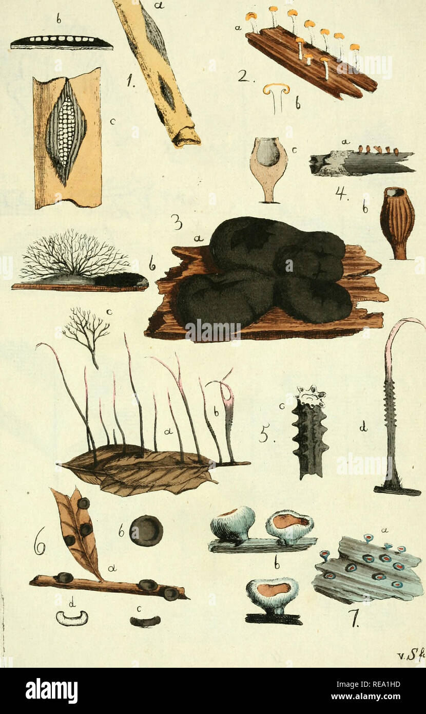 . Conspectus fungorum in Lusatiae Superioris agro Niskiensi crescentium e methodo Persooniana. Funghi -- Germania Lusazia. *&Amp;. Si prega di notare che queste immagini vengono estratte dalla pagina sottoposta a scansione di immagini che possono essere state migliorate digitalmente per la leggibilità - Colorazione e aspetto di queste illustrazioni potrebbero non perfettamente assomigliano al lavoro originale. Albertini, Johann Baptist von, 1769-1831; Schweinitz, Lewis David von, 1780-1834. Lipsiae : Sumtibus Kummerianis Foto Stock