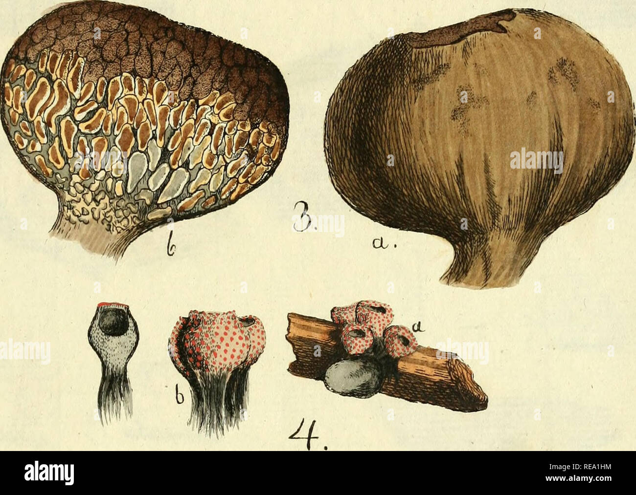 . Conspectus fungorum in Lusatiae Superioris agro Niskiensi crescentium e methodo Persooniana. Funghi -- Germania Lusazia. . Si prega di notare che queste immagini vengono estratte dalla pagina sottoposta a scansione di immagini che possono essere state migliorate digitalmente per la leggibilità - Colorazione e aspetto di queste illustrazioni potrebbero non perfettamente assomigliano al lavoro originale. Albertini, Johann Baptist von, 1769-1831; Schweinitz, Lewis David von, 1780-1834. Lipsiae : Sumtibus Kummerianis Foto Stock