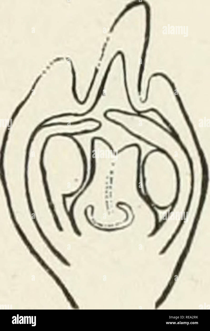 . Contributi da scafo laboratorio botanico. Piante. 62 63 FIGG. 60-63.-Confronto di broccoli al tempo delle prime mitosi nel polline di cellule madre' fig. 60, V. angustijolia; fig. 61, V. stricta; fig. 62, forma intermedia tra V. stricta e V. hastata; fig. 63, V. hastata; X35. attorno alla porzione centrale dove la mitosi è che si verificano (figg. 64, 65). In V. hastata n. tale confine citoplasmatica è mai formata intorno le microspore, ma tutto il citoplasma della cellula madre è utilizzato nella produzione dei granelli di polline. L'inter- mediare la forma è come V. hastata a questo proposito (figg. Foto Stock