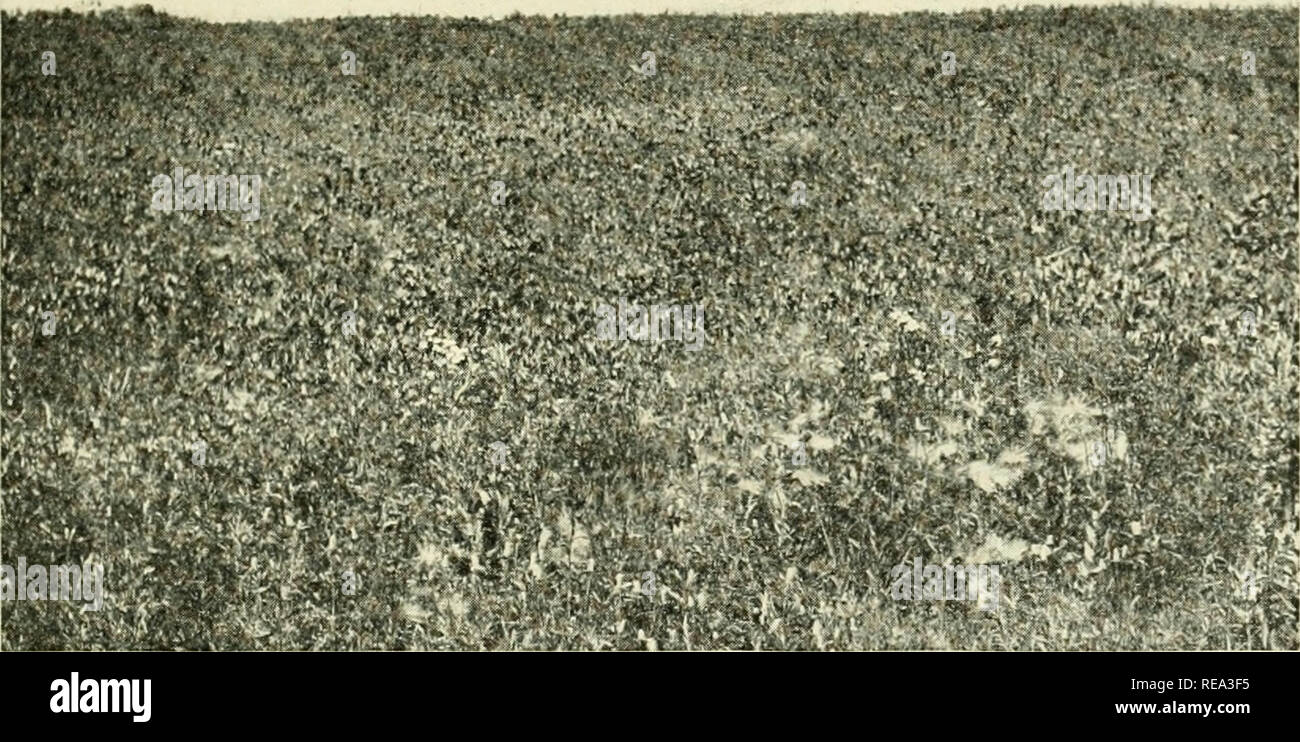 . Contributi da scafo laboratorio botanico. Piante. 1908] HARVEY-PRAIRIE-erba formazione ho°5 alcuni 7-5dm alta, e ciascuno dei rami è terminato da una molto testa battente; gialla raggi cascante, da 6 a 9 in numero e frequenza di 3cm, circondano un profondo-bruno testa colonnare a circa 4 cm di alta. La prateria a cono si verifica fiore copiosamente su media inferiore e piste, estendentisi crestward (fig. 1). Nella ex posizioni fre- temente assume quasi il rango del viso e dona una luminosa-tono giallo per l'intero aspetto floreale. È un prolifico e bloomer continuo, dominando l'aspetto attraverso t Foto Stock