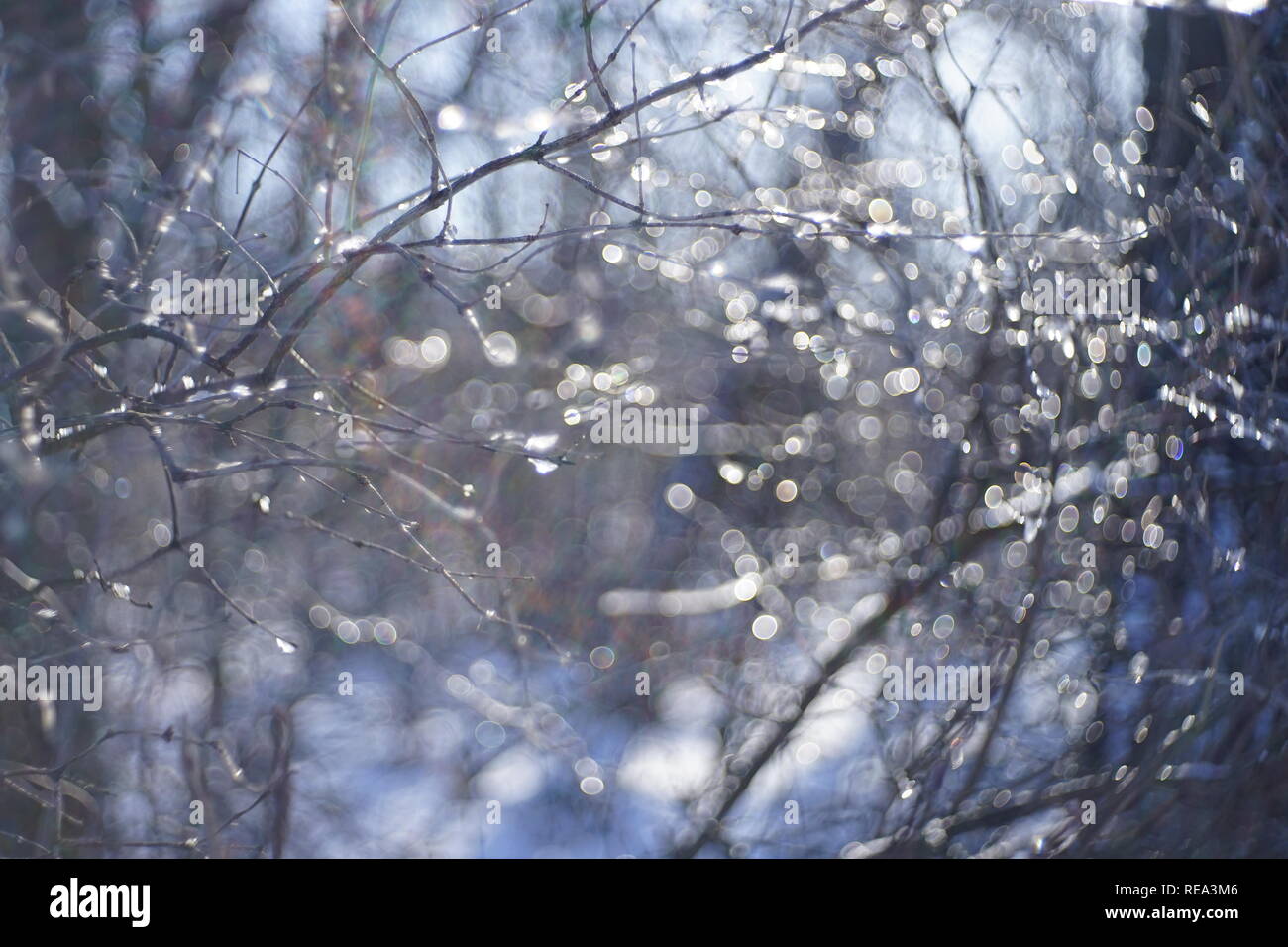 Sfocare lo sfondo di foresta nella neve con rami con bokeh cerchi in inverno Foto Stock