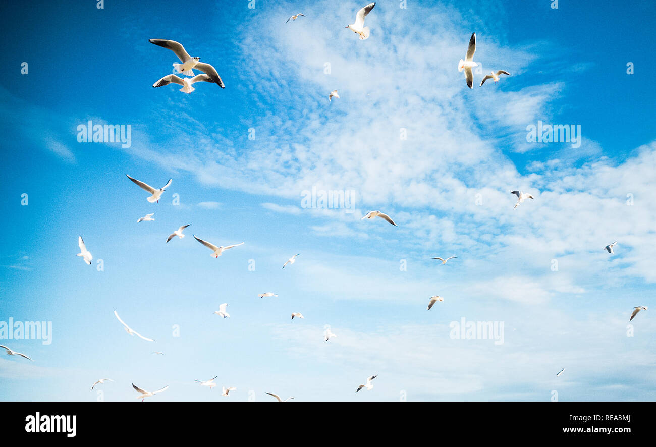 Gabbiani volare nel cielo Foto Stock