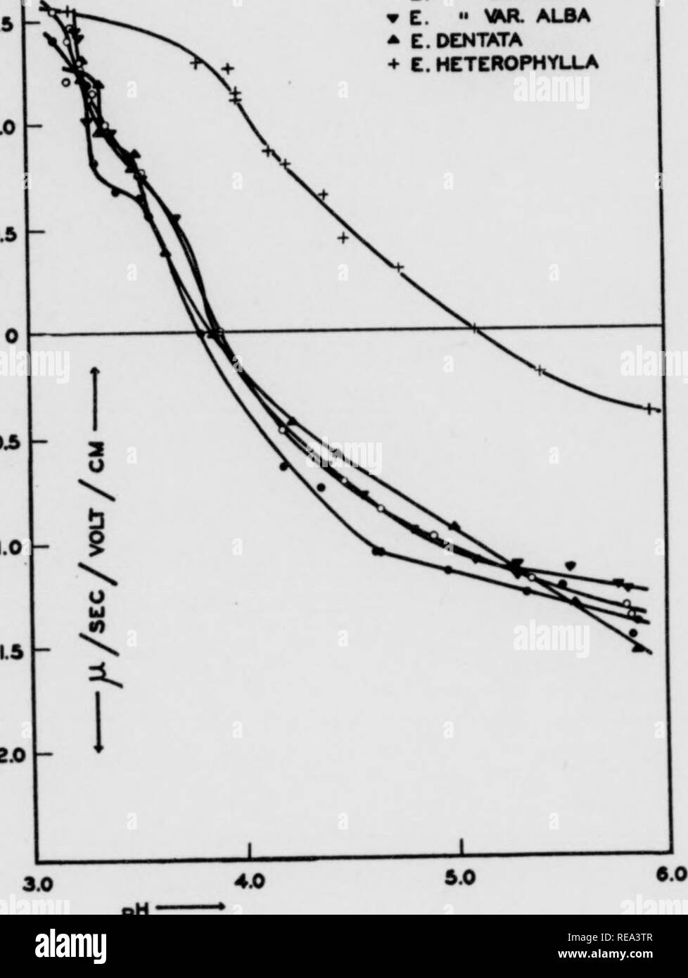 . I contributi dal laboratorio botanico, vol. 11. La botanica; Botanica. AMERICAN JOURNAL OF BOTANY ^^^, un â Signor-c-DJr'-J irillWIMAI. Ho Ih Klil/-iNl |.vGl. 2IÂ" le curve. L'I.P/s giacciono a pH 3.8 per E. pulcherrima e pH 3,9 per la quercia rossa e il modulo bianco. La curva di un'altra specie, E. dcntata Mich, è prossima a quella di pulcherrhna. Questo è illustrato più chiaramente nella figura 5, dove le curve sono state allontanate in modo che i dettagli possono essere osservati. L'LP. di giugno, 1934J MOVER EUPHORBIA 301 + 1,5 +1,0 - +0,5 - â ¢ E. PULCHCRRMA o E. â¢â MKR. OAK w C. Â" MMR. ALBA * C. DENTATA + E. HETEROPHYLUA -03 - Foto Stock