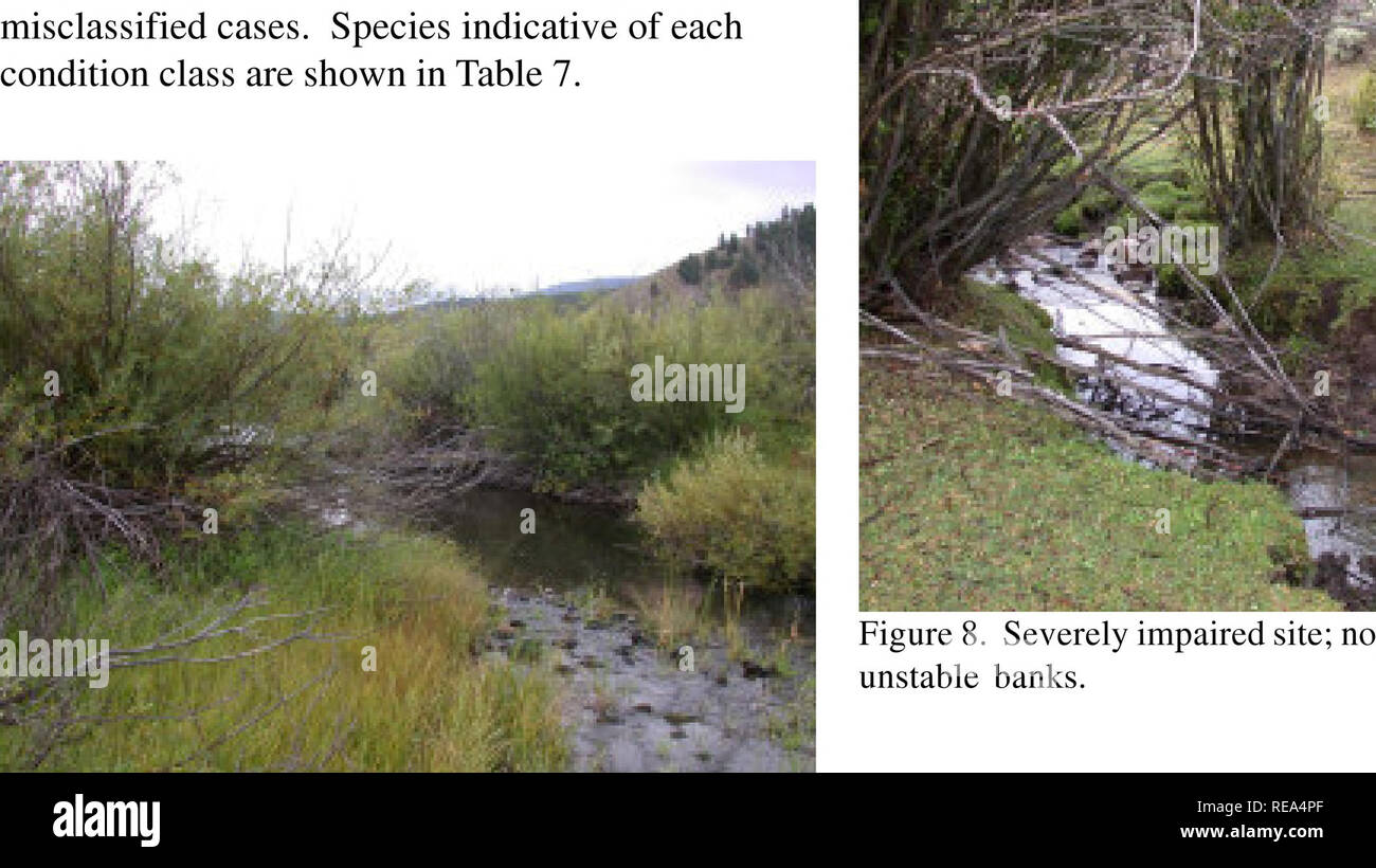 . Un indice di vegetazione dell integrità biotica per piccoli flussi di ordine nel sud-ovest Montana e un floristiche di valutazione della qualità per il western Montana zone umide . Le zone umide; Impianto indicatori; gestione delle zone umide e delle zone umide; biotico europee; ecologia ripariali. La figura 7. Moderatamente alterata sito; canale mostra segni del passato incisement ma è stabile. *^^ ^ m *^?^: Figura 8. Gravemente compromessa sito; nota incisa e instabile di banche. La figura 6. La condizione di riferimento sito. 18. Si prega di notare che queste immagini vengono estratte dalla pagina sottoposta a scansione di immagini che possono essere state migliorate digitalmente per la leggibilità - la colorazione di un Foto Stock