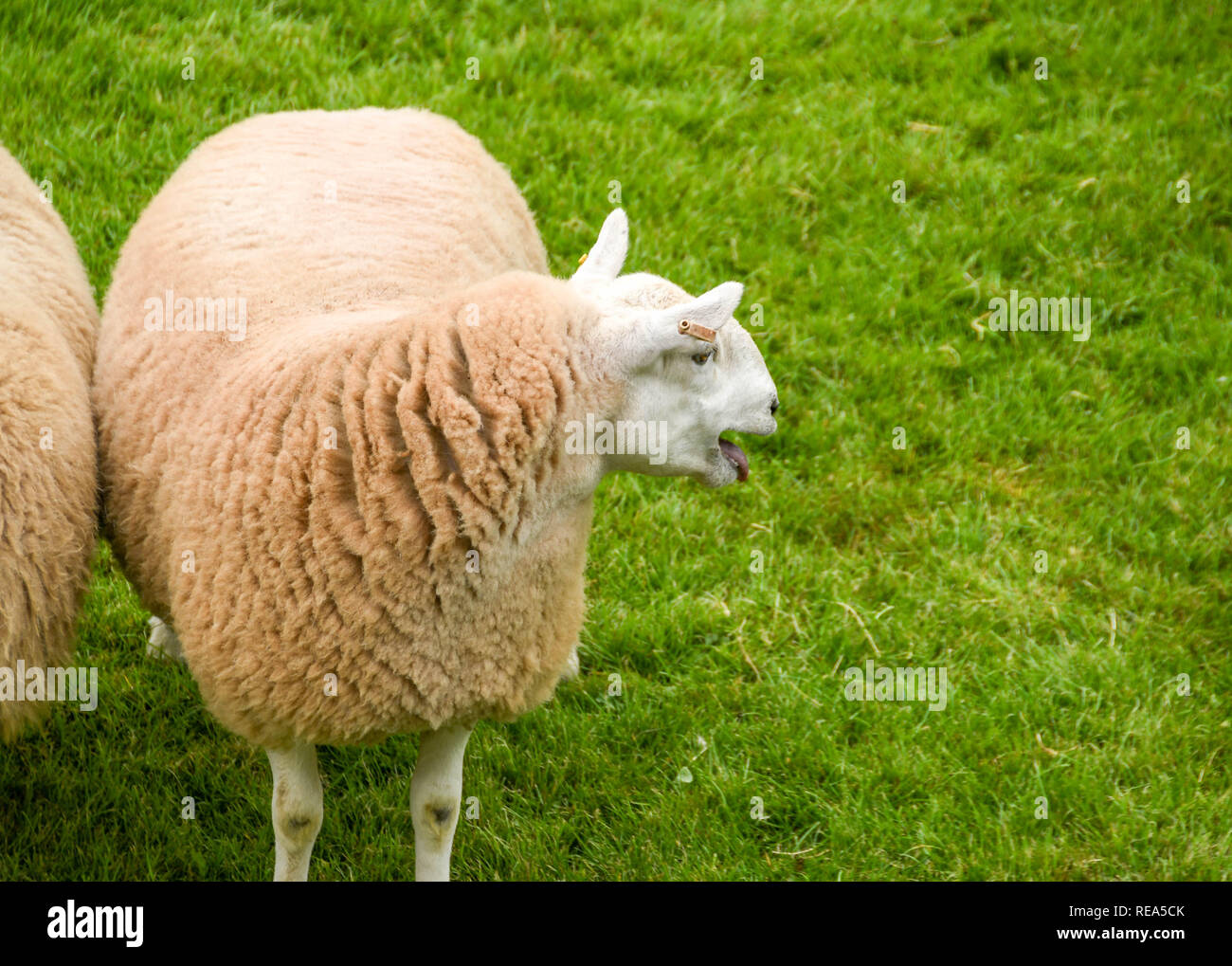 BUILTH WELLS, GALLES - Luglio 2018: singolo pecore sul prato verde. Foto Stock