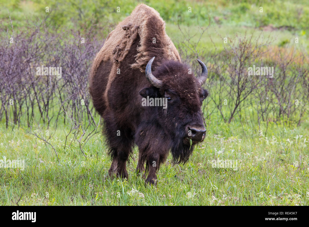 Bisonti americani (denominata erroneamente come un "buffalo") presso il Maxwell Wildlife Refuge in Kansas. Una volta numerato in milioni di persone attraverso le grandi pianure del nord America, essi furono condotti in estinzione vicina da caccia e terreni di insorgenza. Foto Stock