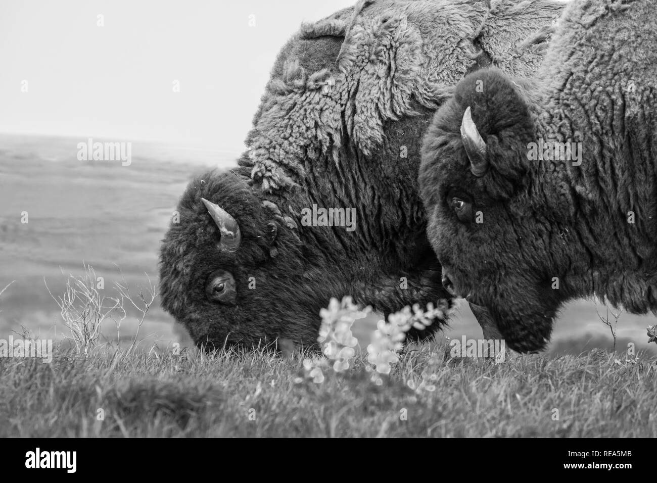 Bisonti americani (denominata erroneamente come un "buffalo") presso il Maxwell Wildlife Refuge in Kansas. Una volta numerato in milioni di persone attraverso le grandi pianure del nord America, essi furono condotti in estinzione vicina da caccia e terreni di insorgenza. Foto Stock