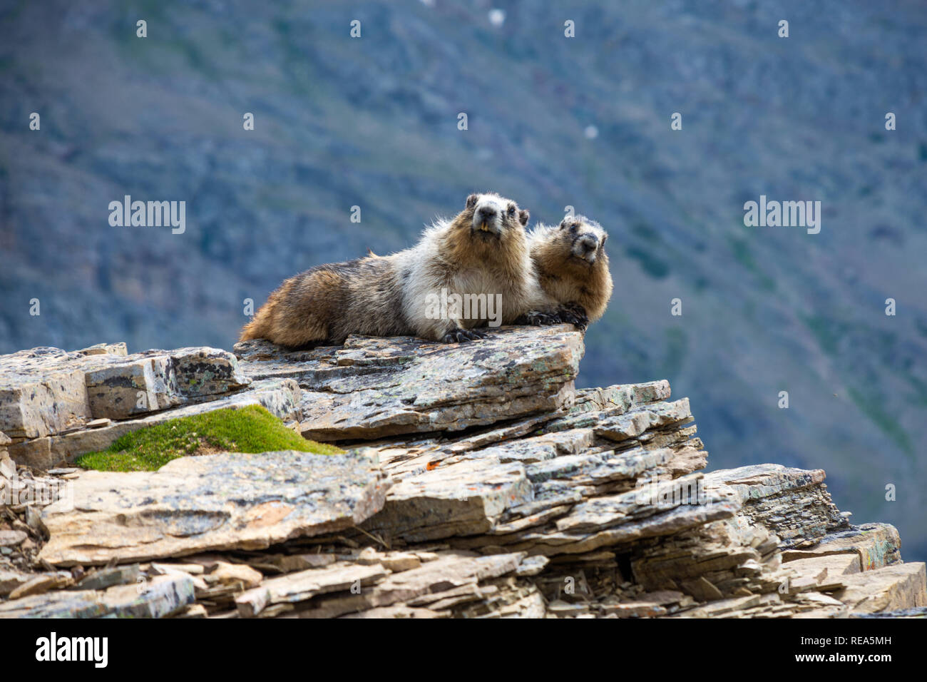 Due annoso marmotta (Marmota caligata) sedersi su un promontorio roccioso nel Parco Nazionale di Glacier, Montana. Foto Stock