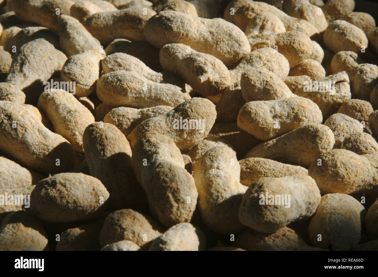 Arachidi salate nel guscio sfondo texture. Naturale snack gustoso cibo. Foto Stock