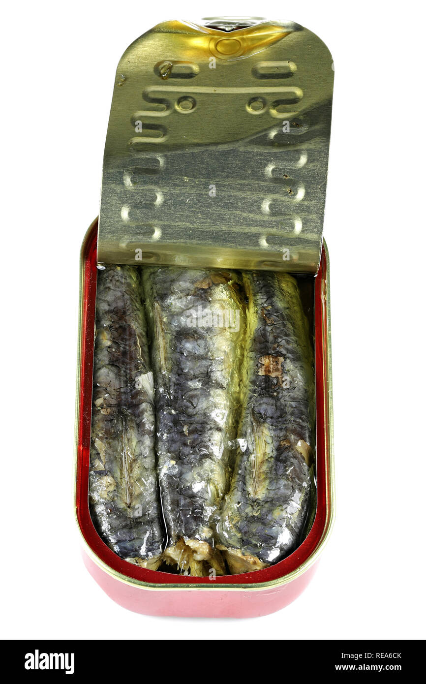 Aprire può di sardine in olio vegetale isolato su sfondo bianco Foto Stock