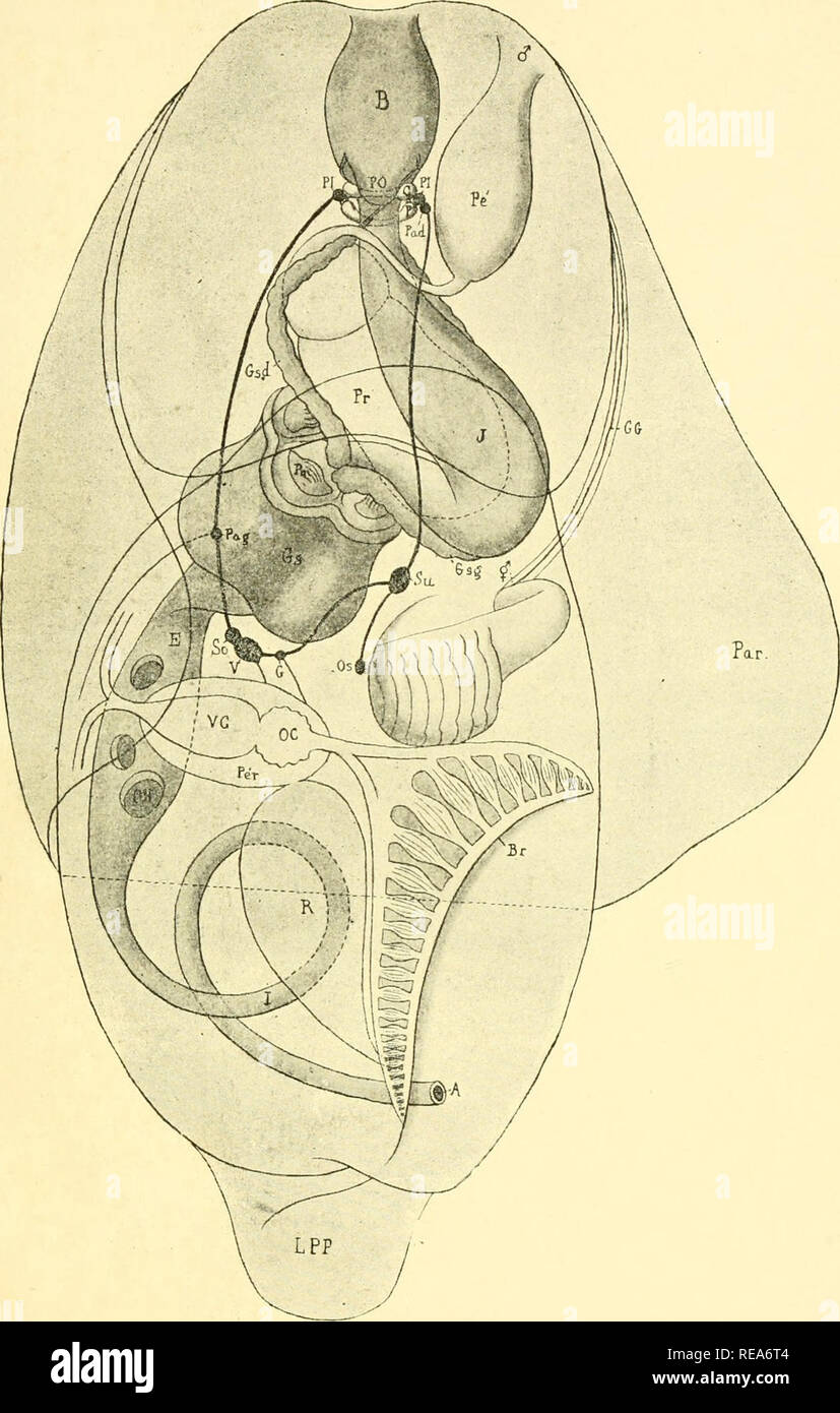 Contributo A L Etude Des Gasteropodes Opisthobranches Et En Particulier Des Cephalaspides Opisthobranchia Mem Soc Zool De Francia Xiv 1901 Pl V I Haminea Navicula Los Teguments Sont Supposas Iranspiir Nts A