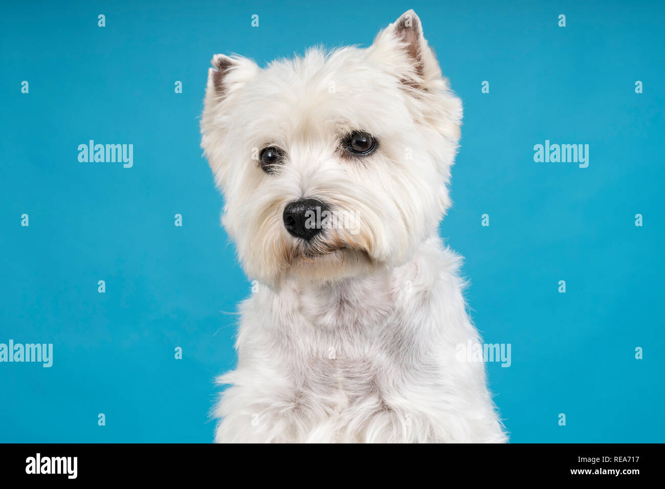 Ritratto di un bianco West Highland Terrier Westie seduta guardando la telecamera isolata su un bambino sfondo blu Foto Stock