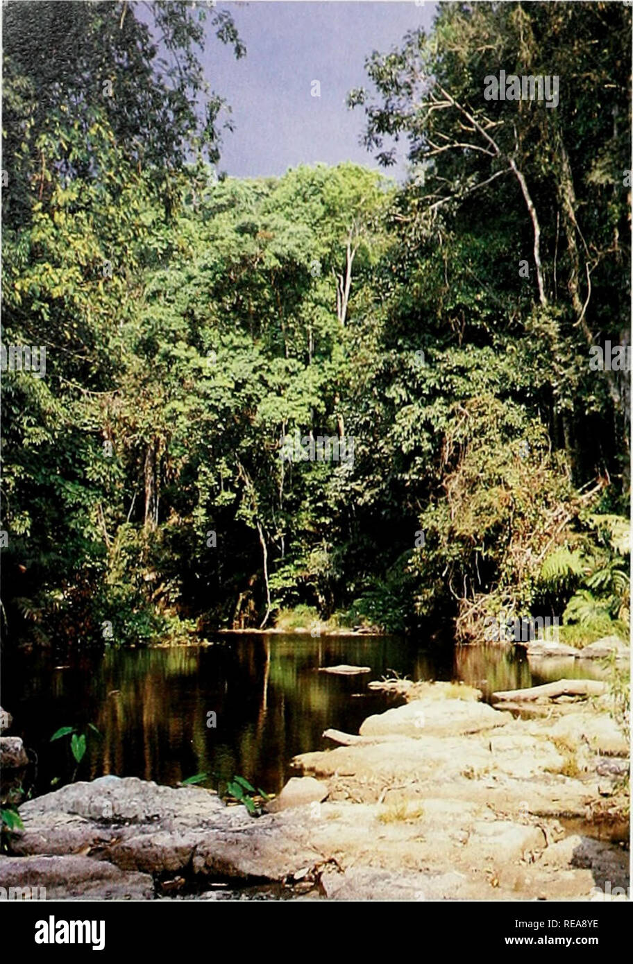 . L'Atlante di conservazione delle foreste tropicali: Asia e Pacifico. Thailandia. Il Klong-f-lmv m Khao-Yai National Park PARCO, esiahhshed nel 1962. ]. R. Paine Thailandia la prima nazionale 31,505 kmq o circa il 6 per cento del paese. Gazette- mento delle procedure sono in mano per un ulteriore 21 aree a copertura di un ulteriore 11,121 kmq o 2,16 per cento del paese. Di questo, circa 2000 kmq comprendono coastal zone di mare. Il Parco nazionale di legge stabilisce che gli obiettivi di queste aree sono educativi e recrea- zionale, e i parchi ora ricevere oltre 4 milioni di visitatori in un anno - Erawan Parco in Foto Stock